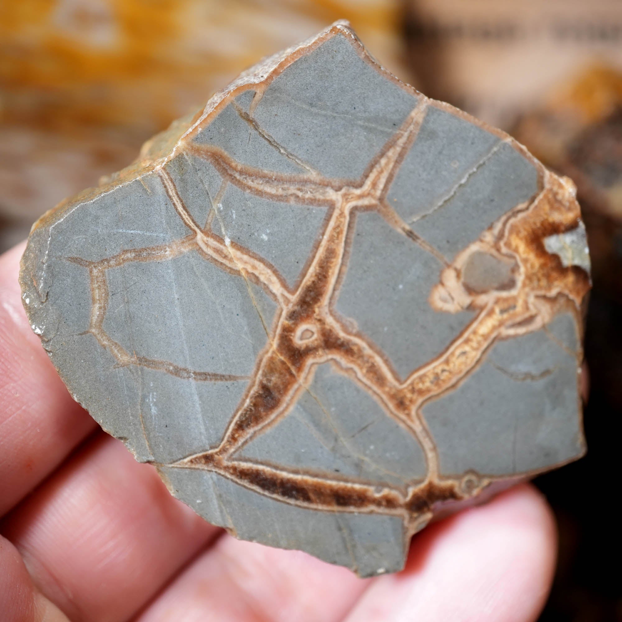 Mixed Cut and Proven Rough - Jasper Agate Obsidian Pattern Display #F378-Photo13