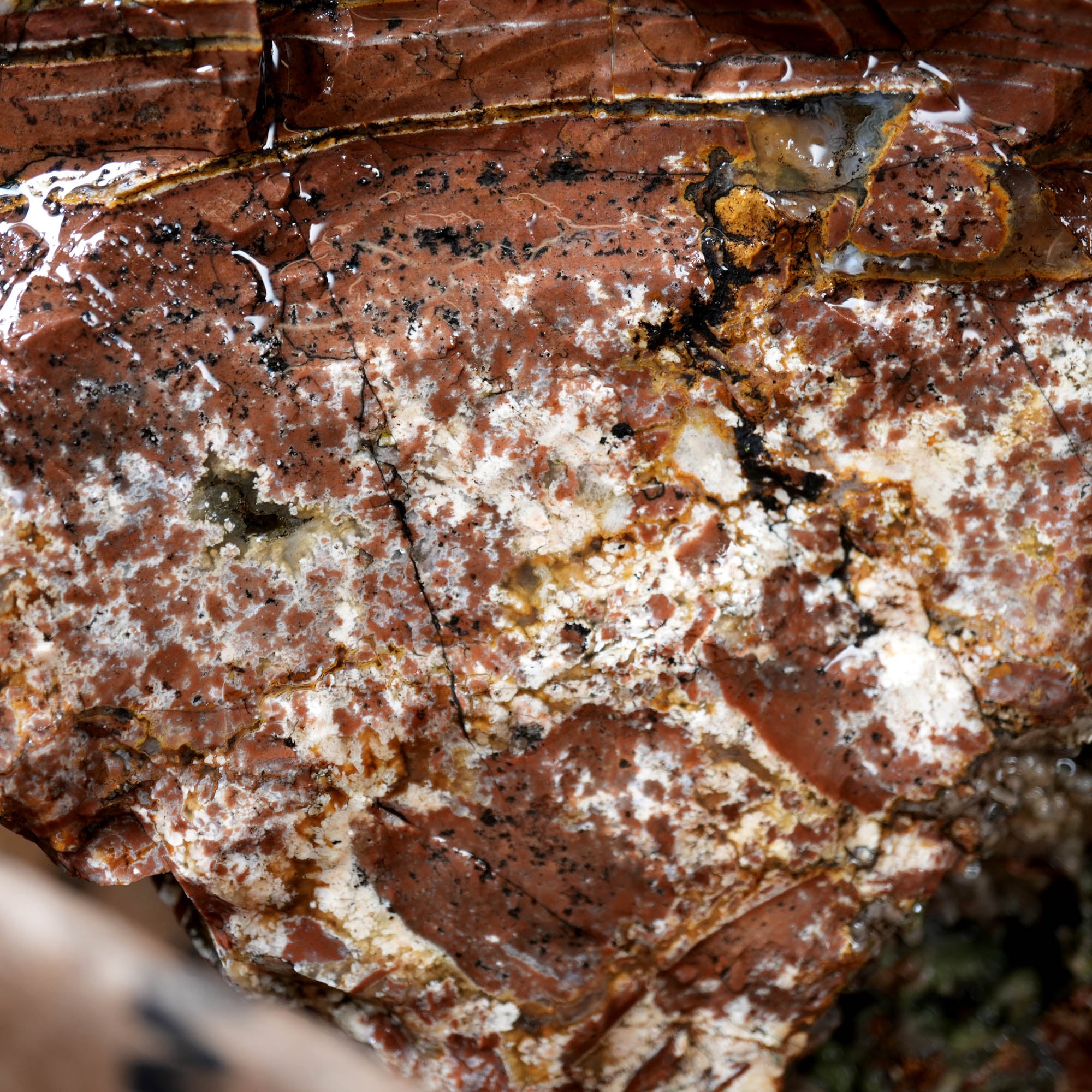 Eagle Rock Plume Agate Large Cutter Rough - Red Rhyolite Brecciation