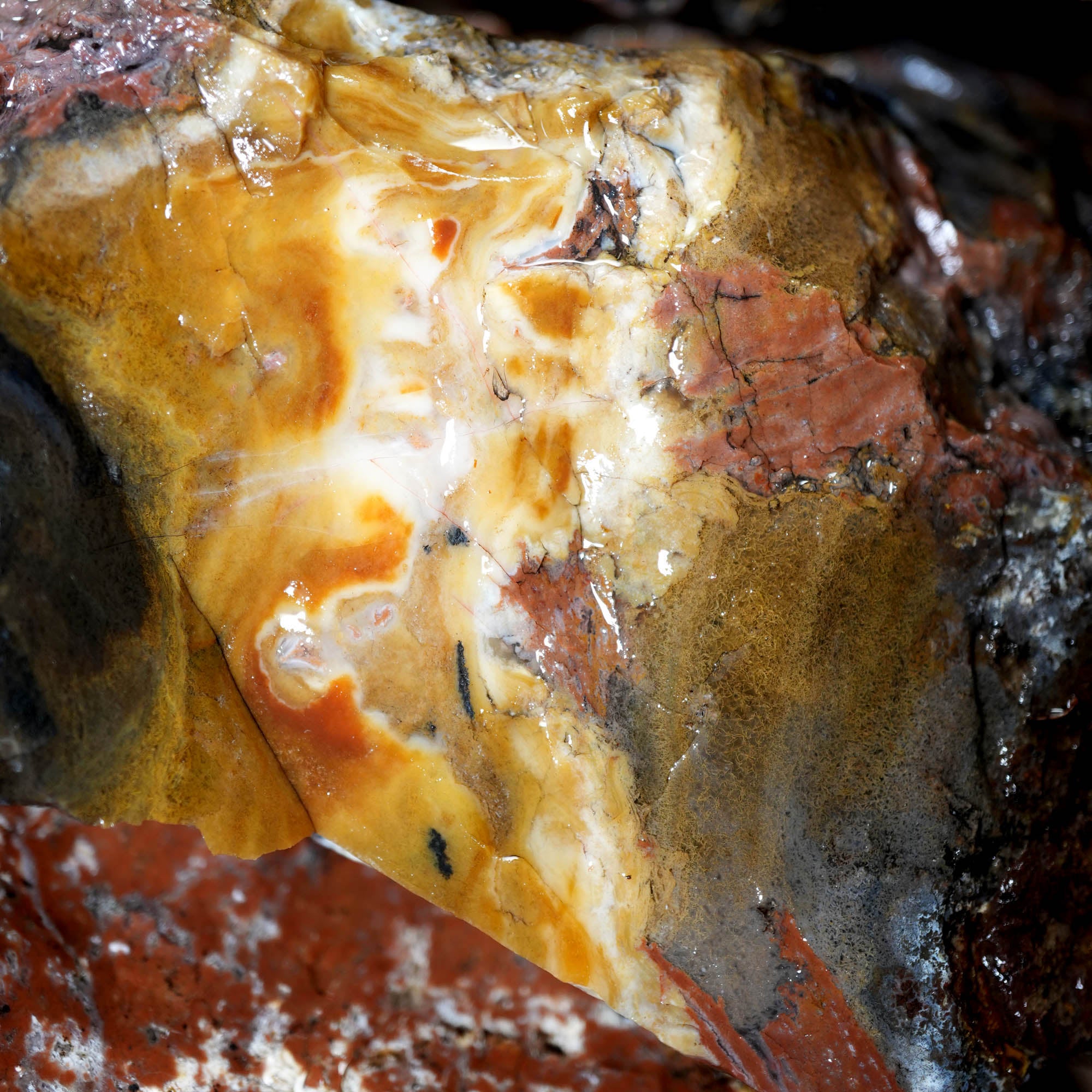 Eagle Rock Plume Agate Cutting Rough Box High Grade - Multi-Colored Plume
