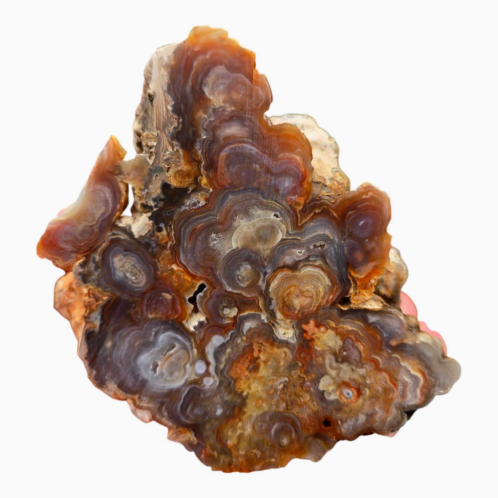 Fire Horizon Lace Agate Lapidary Cutting Rough Chunk Stone Cut Face