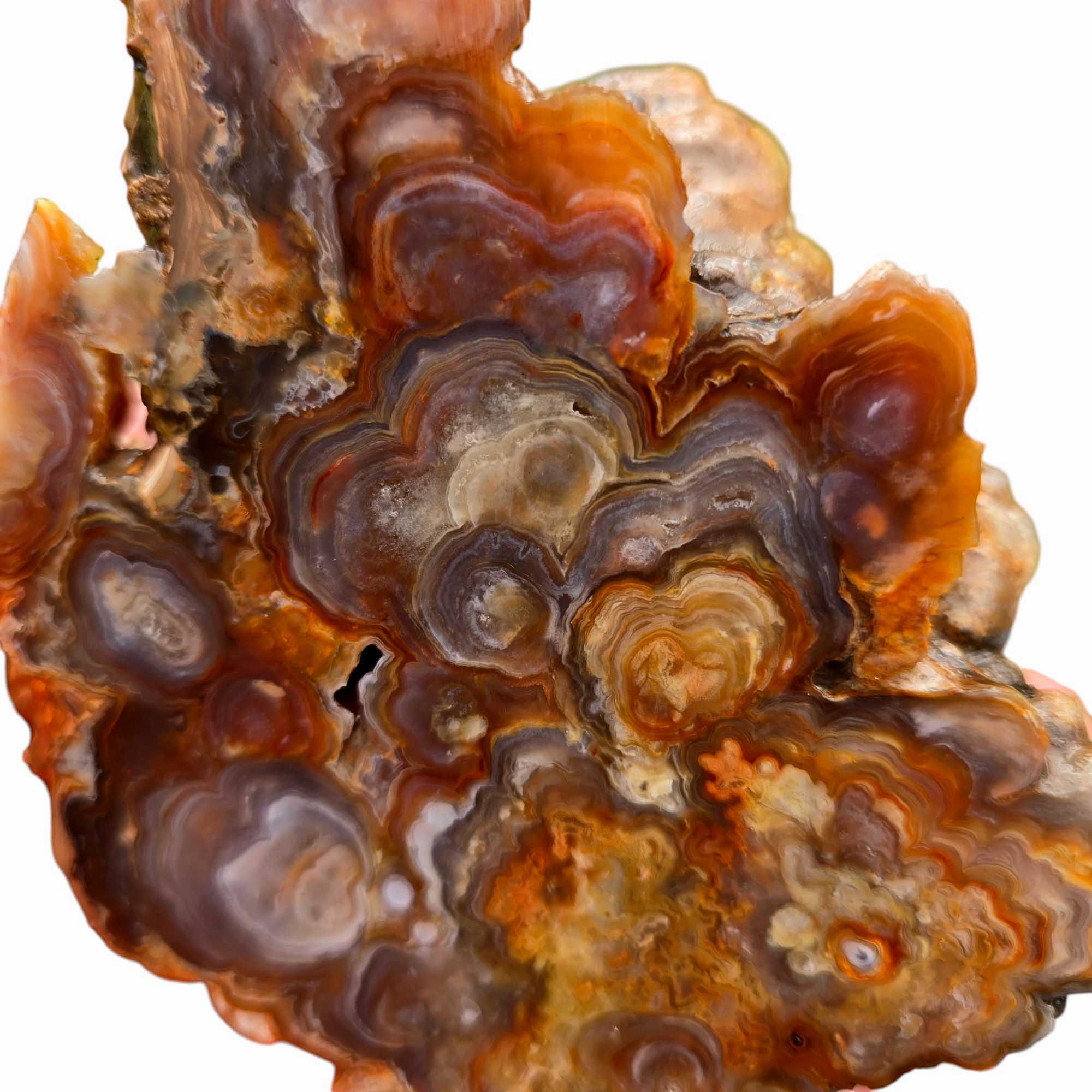 Fire Horizon Lace Agate Lapidary Cutting Rough Chunk Stone Cut Face