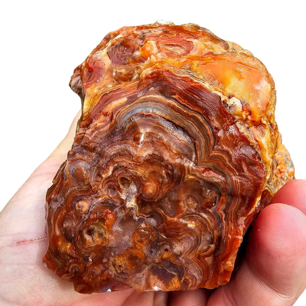 Fire Horizon Lace Agate Cutting Rough Chunk!