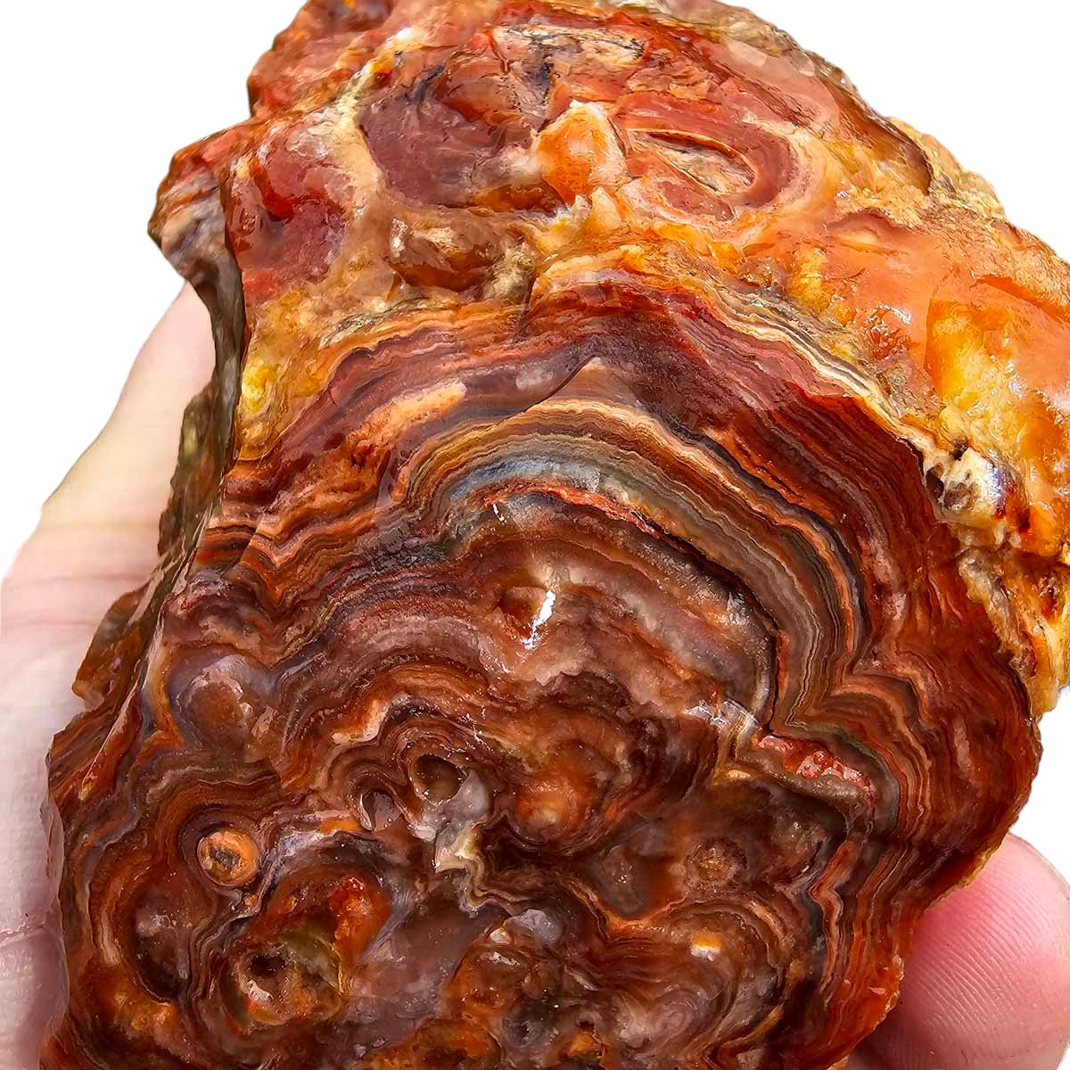 Fire Horizon Lace Agate Cutting Rough Chunk!