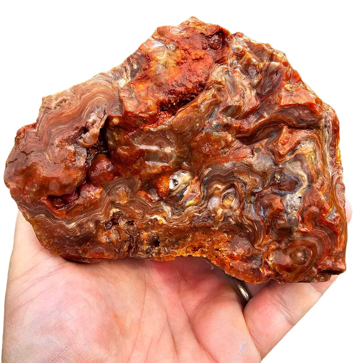 Fire Horizon Lace Agate Cutting Rough Chunk!