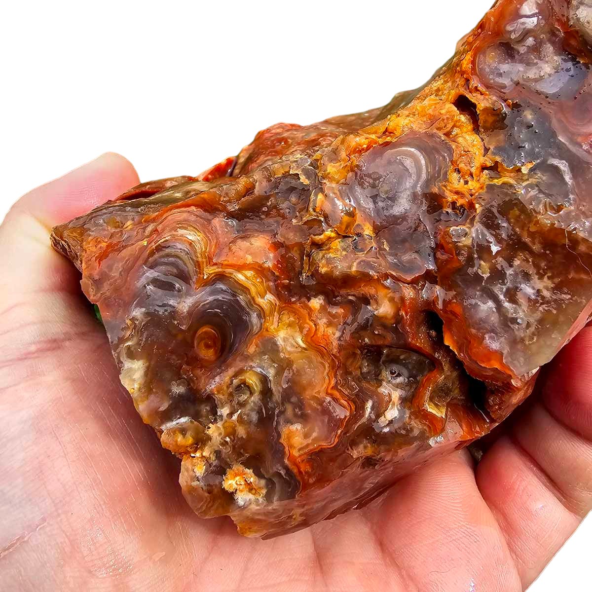 Fire Horizon Lace Agate Cutting Rough Chunk!