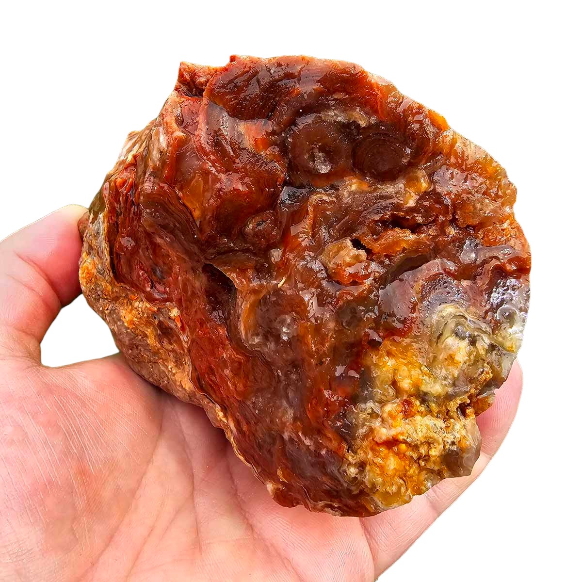 Fire Horizon Lace Agate Cutting Rough Chunk!