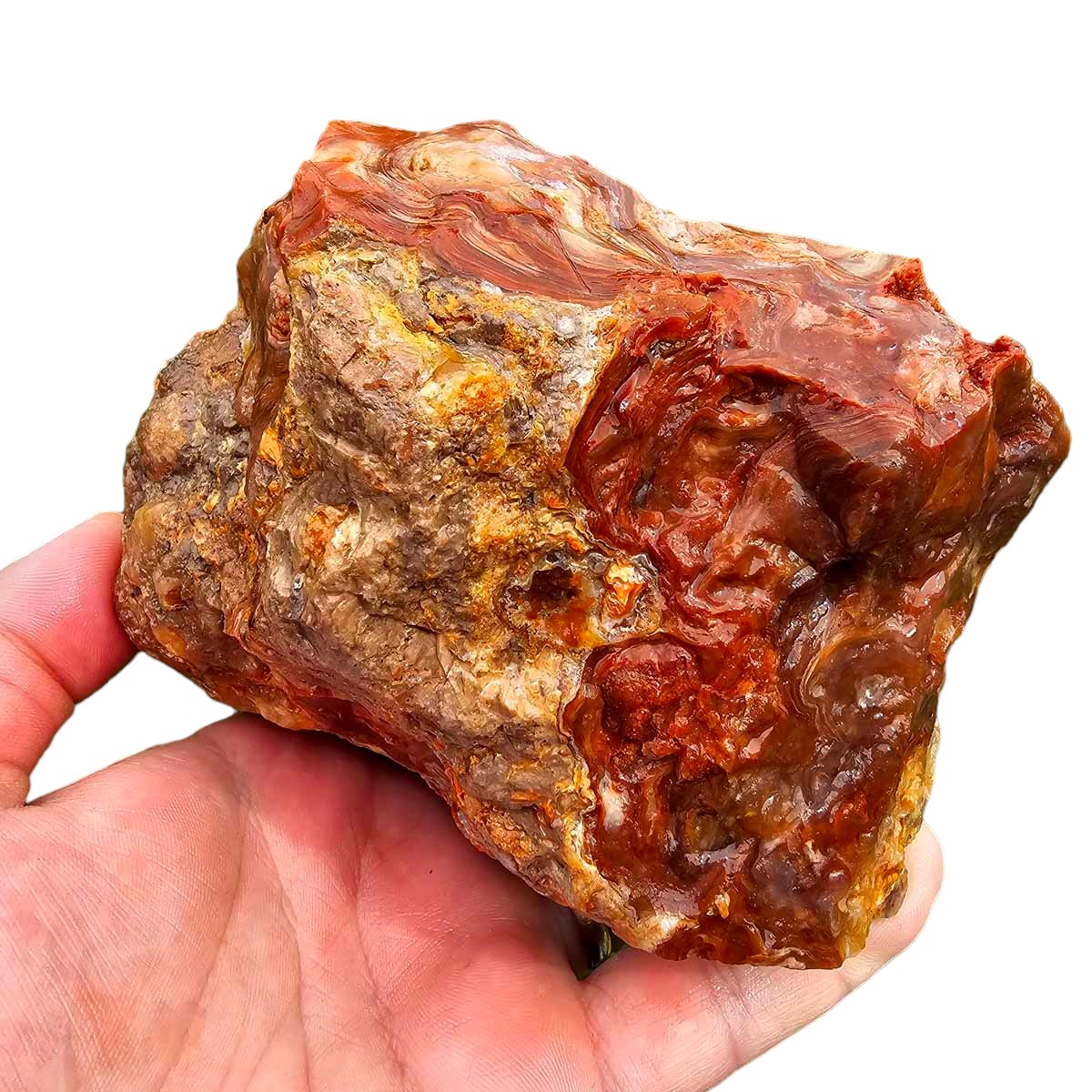 Fire Horizon Lace Agate Cutting Rough Chunk!