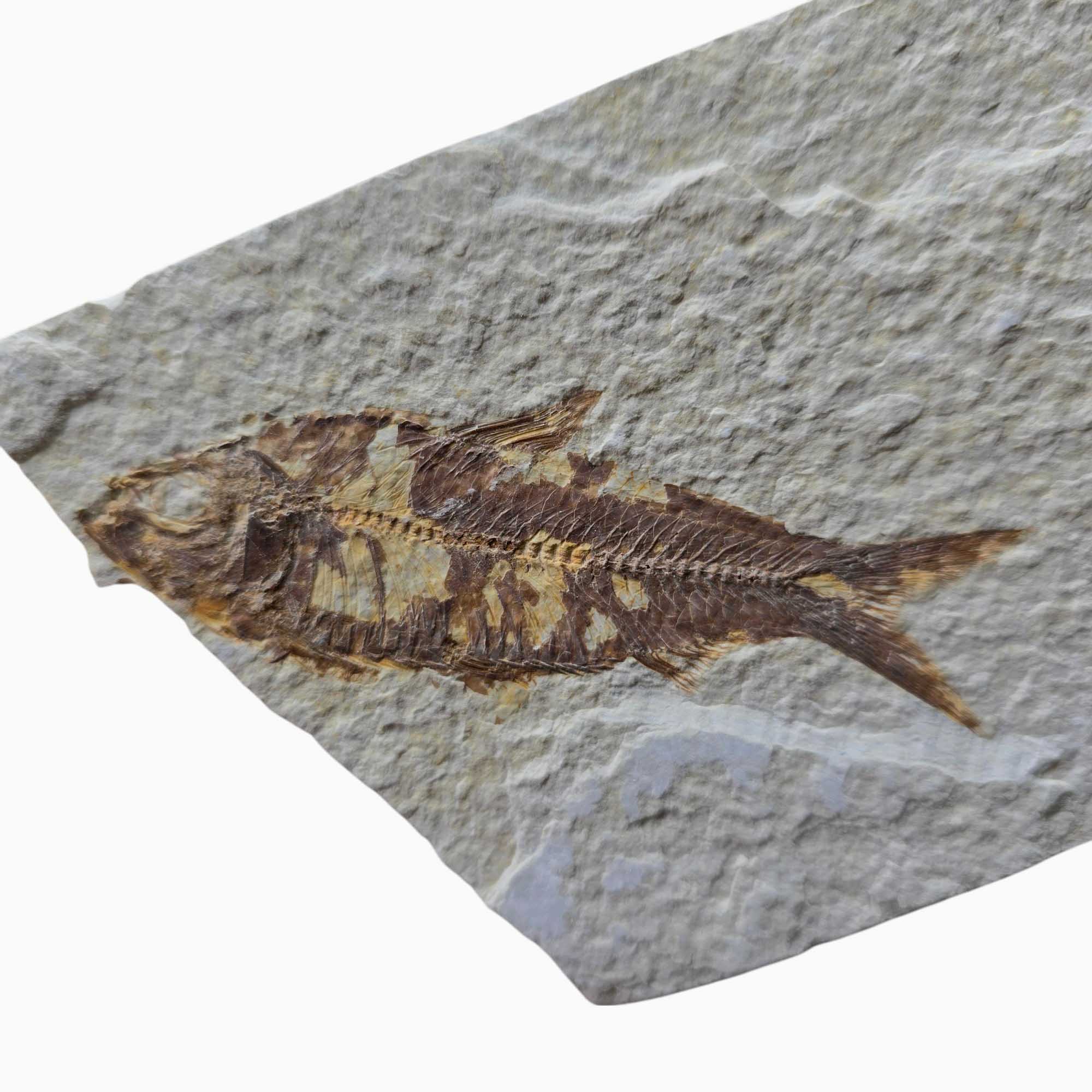 Authentic Knightia eocaena Fish Fossil Plate Green River Wyoming #3492-2