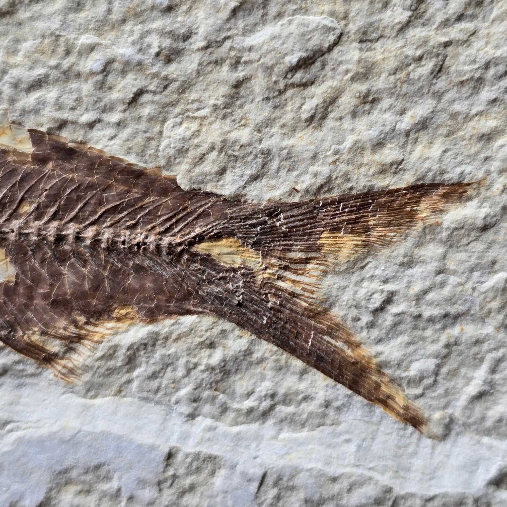 Authentic Knightia eocaena Fish Fossil Plate Green River Wyoming #3492-3