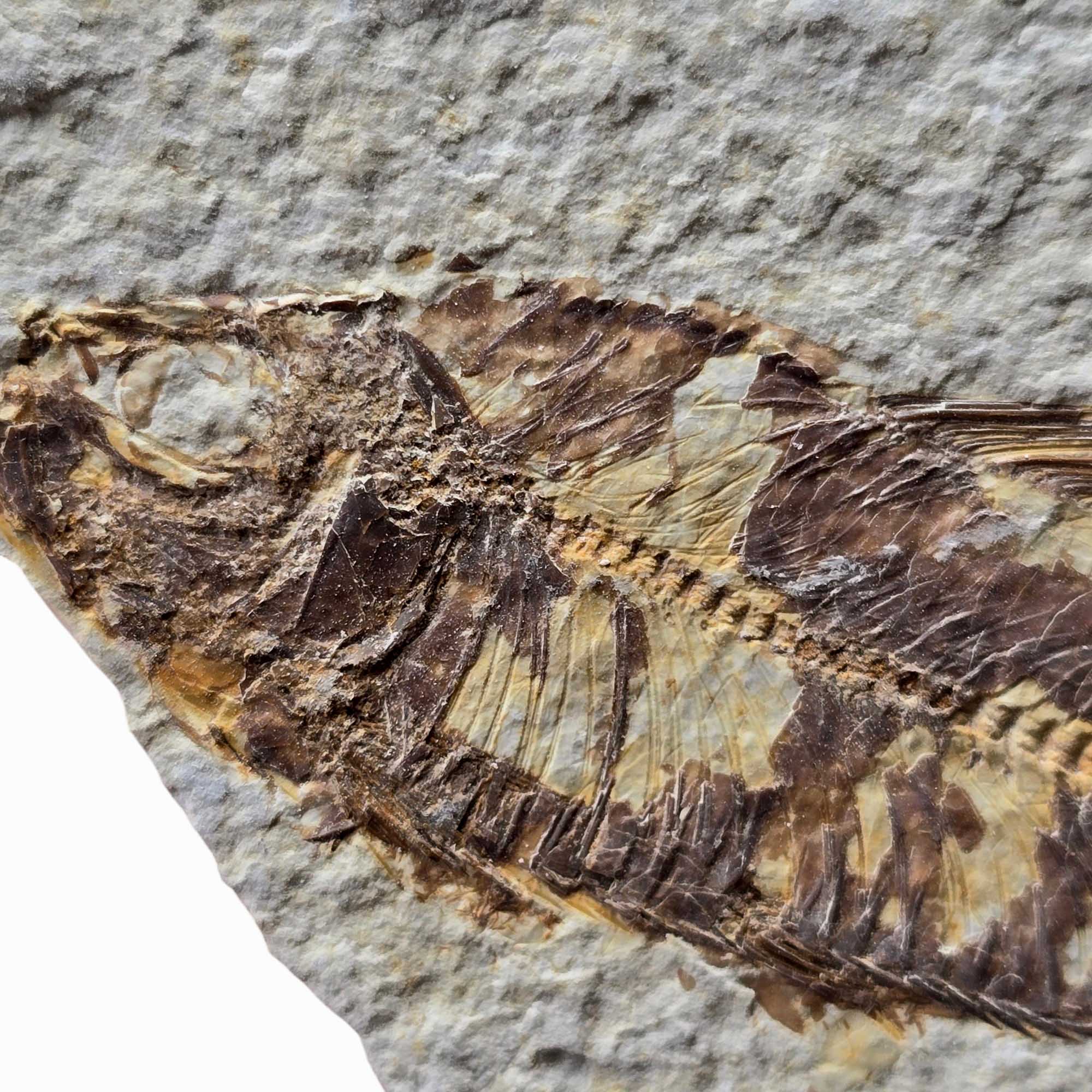 Authentic Knightia eocaena Fish Fossil Plate Green River Wyoming #3492-4