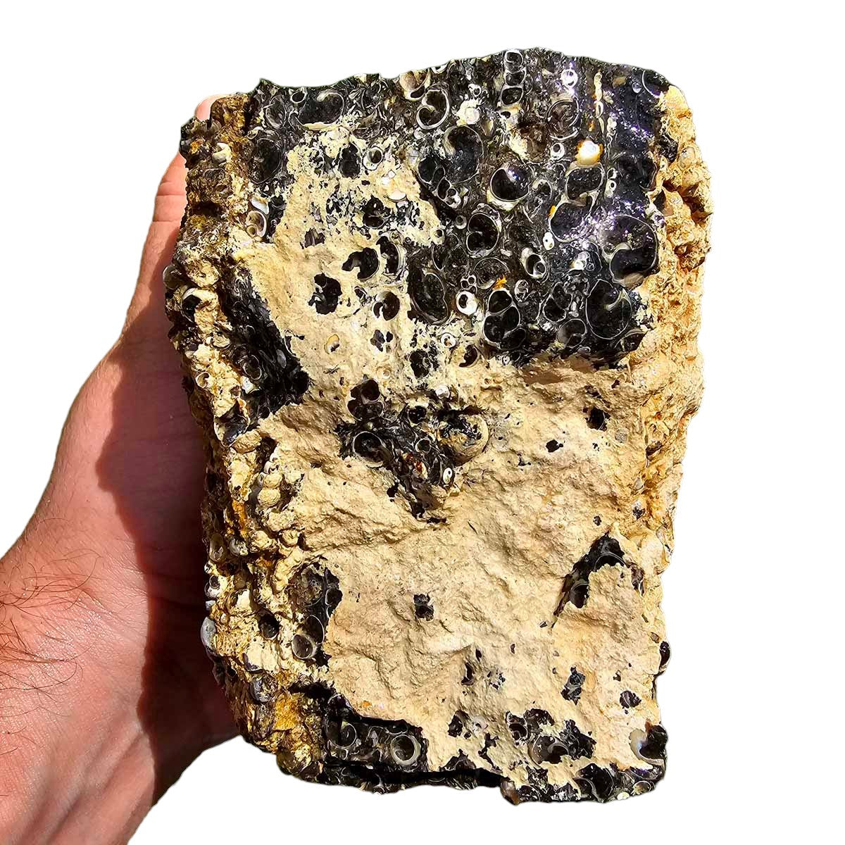 Wyoming Fossil Turritella Rough Chunk!