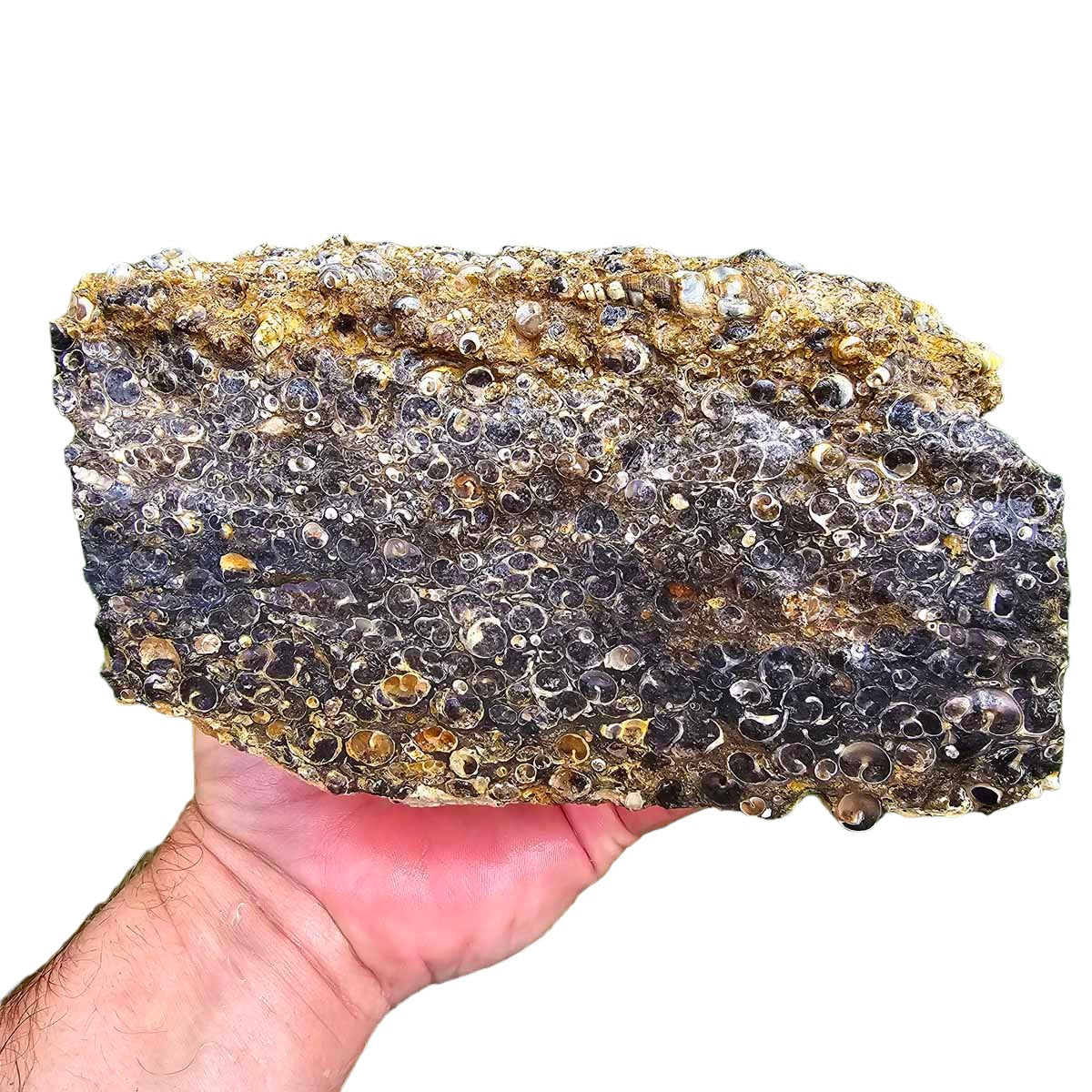 Wyoming Fossil Turritella Rough Chunk!