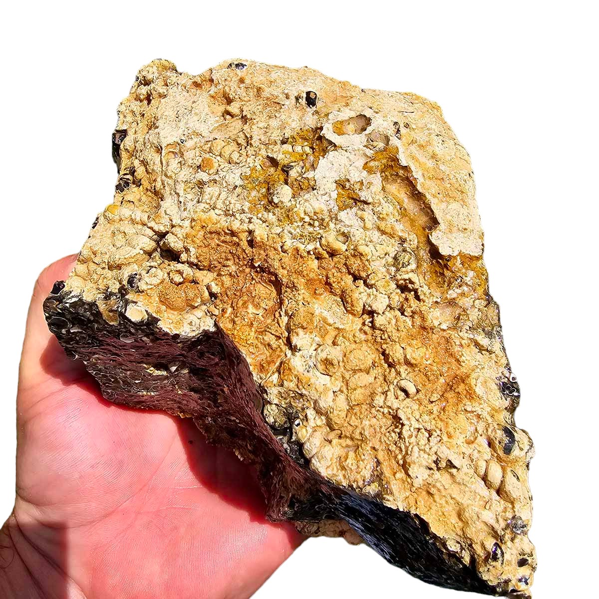 Wyoming Fossil Turritella Rough Chunk!