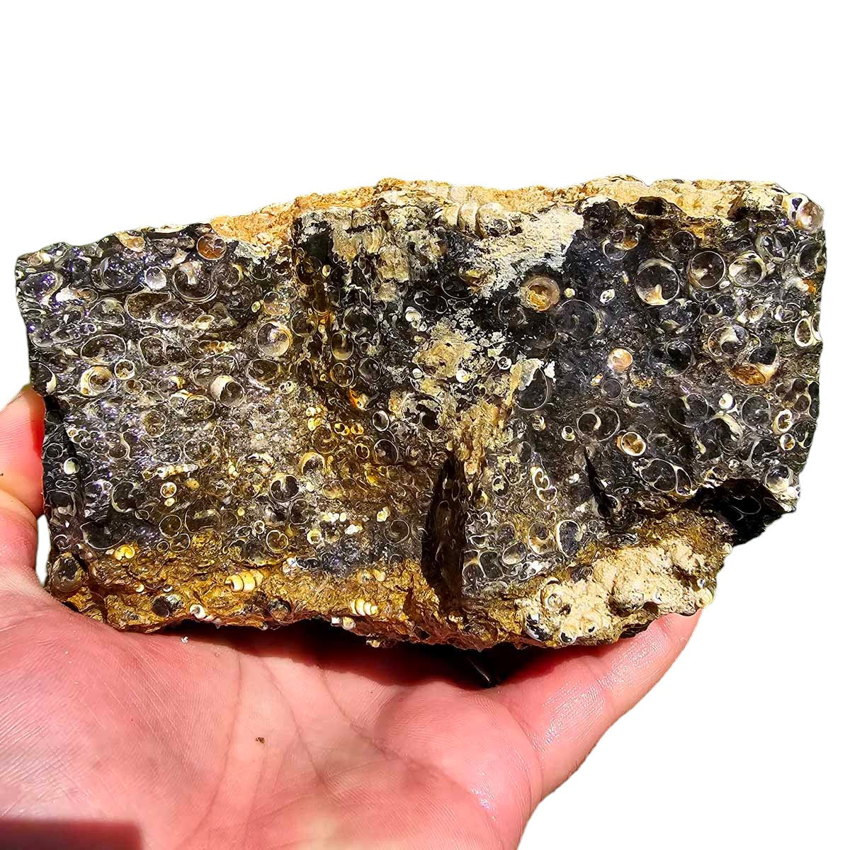 Wyoming Fossil Turritella Rough Chunk!