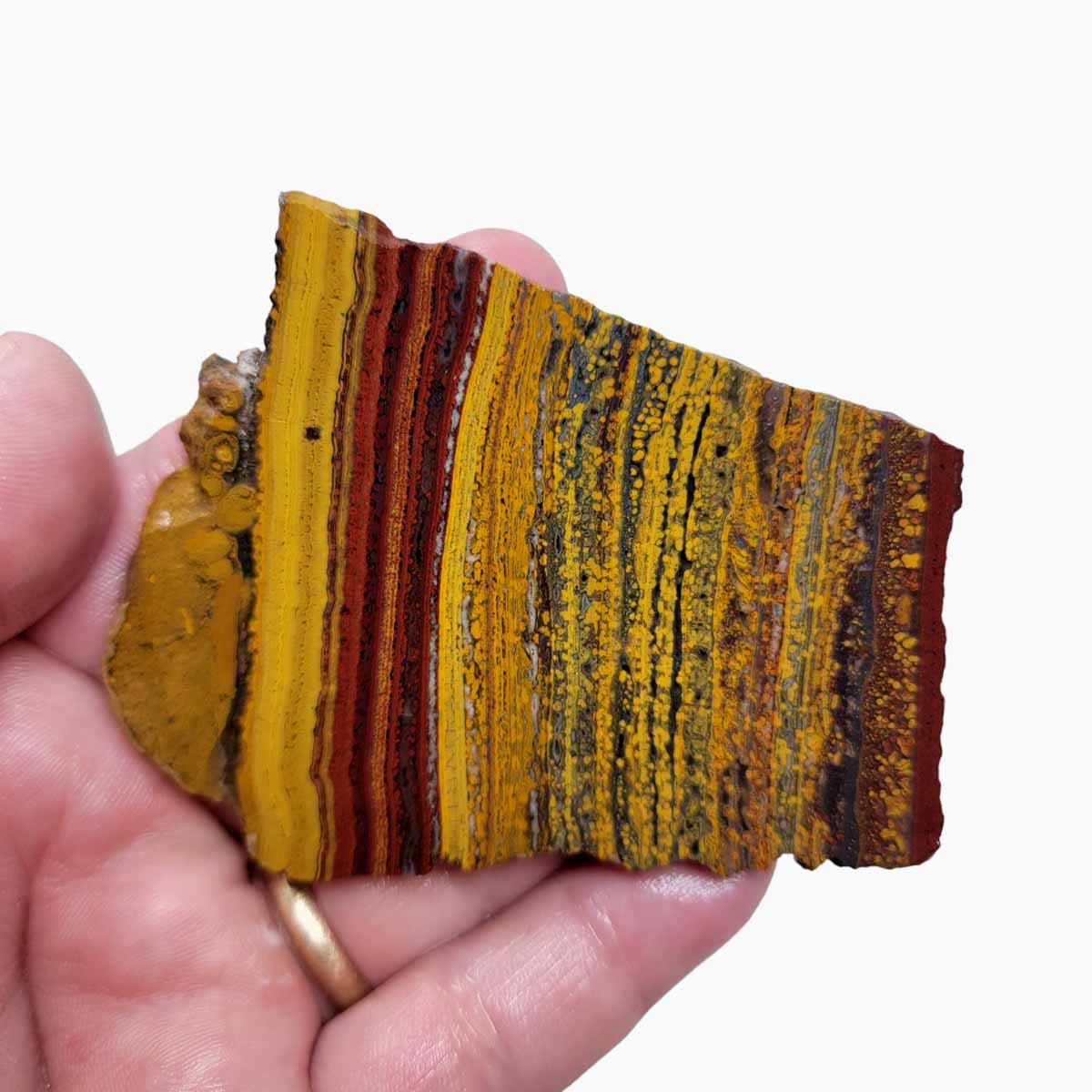 Apple Valley Jasper Slab!  Fossil Stromatolite Slab!