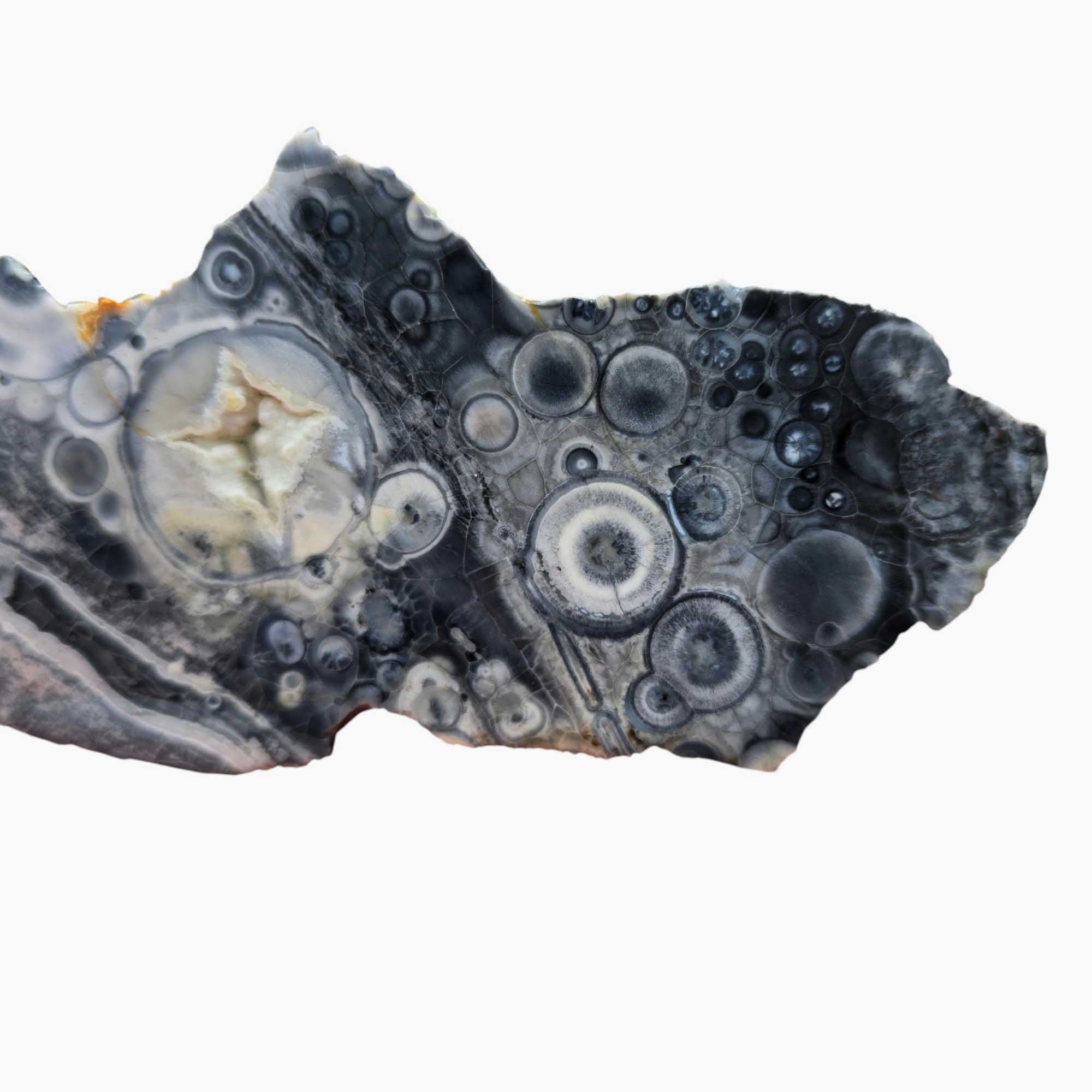 Galaxy Galactica Orbicular Rhyolite Lapidary Cutting Rough Chunk Stone Cut Face