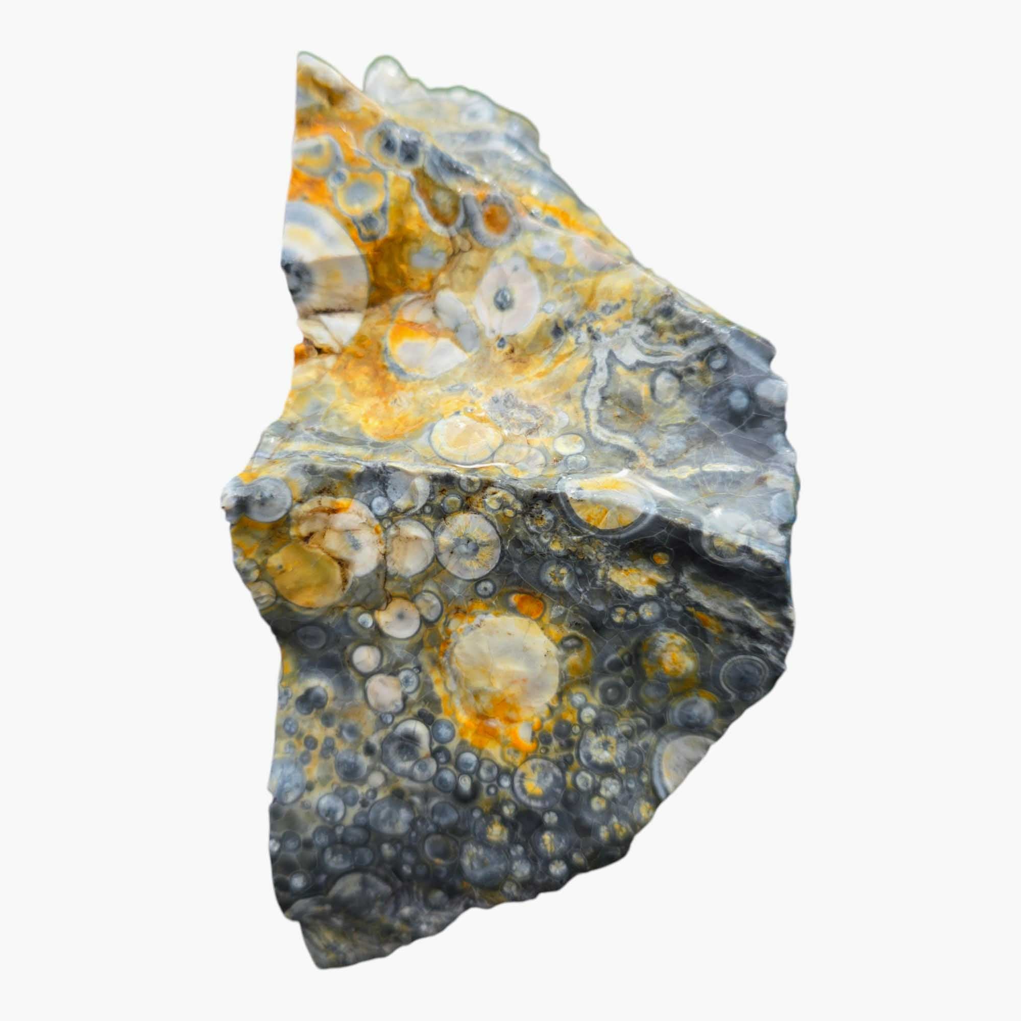 Galaxy Galactica Orbicular Rhyolite Lapidary Cutting Rough Chunk Stone Cut Face