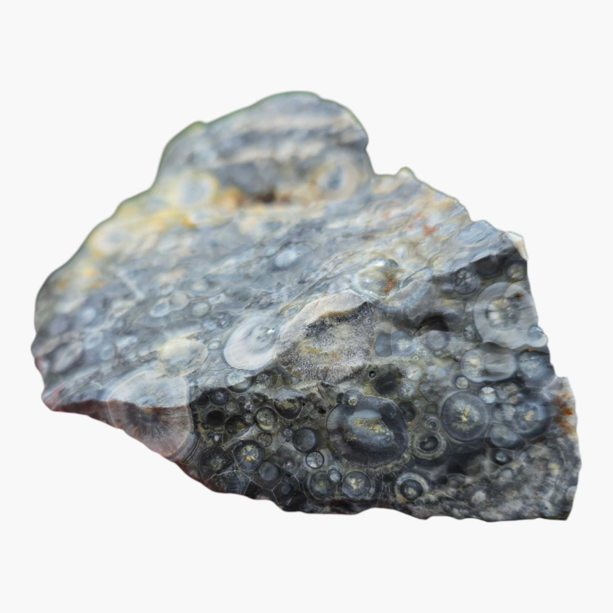 Galaxy Galactica Orbicular Rhyolite Lapidary Cutting Rough Chunk Stone Cut Face