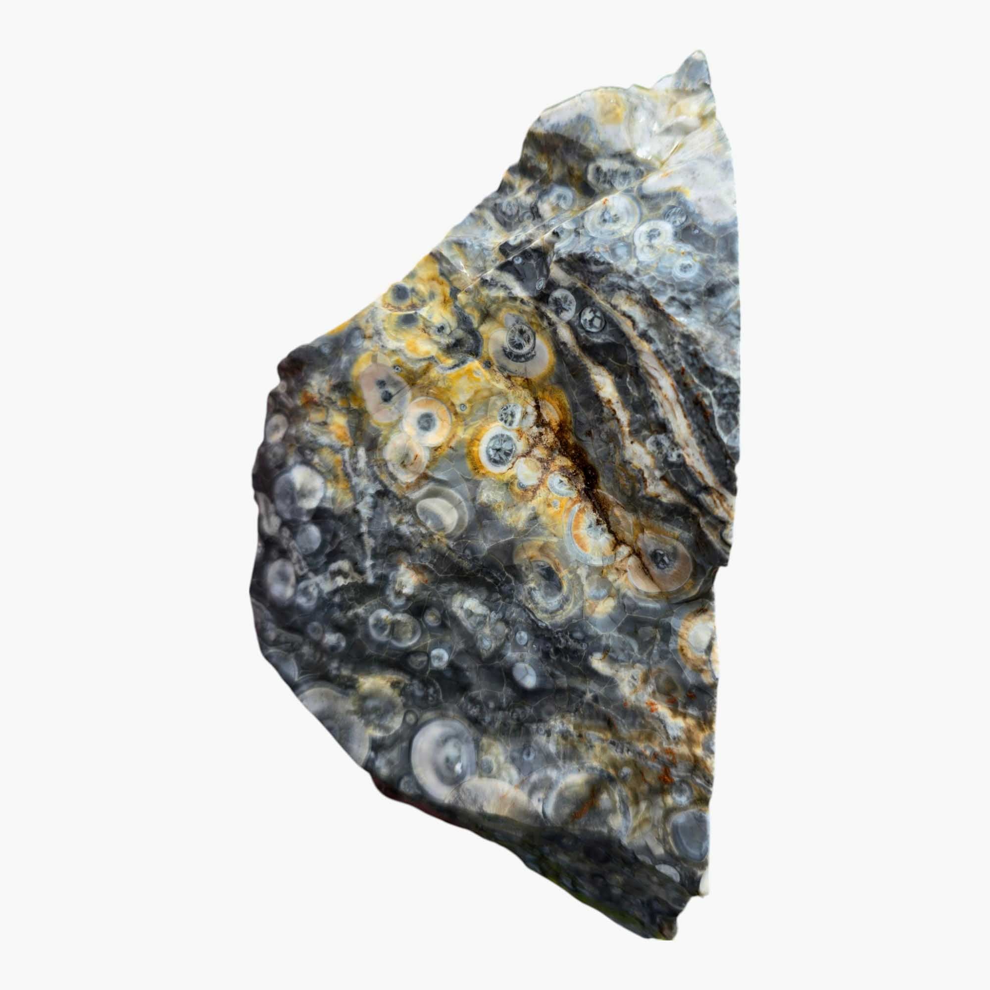 Galaxy Galactica Orbicular Rhyolite Lapidary Cutting Rough Chunk Stone Cut Face