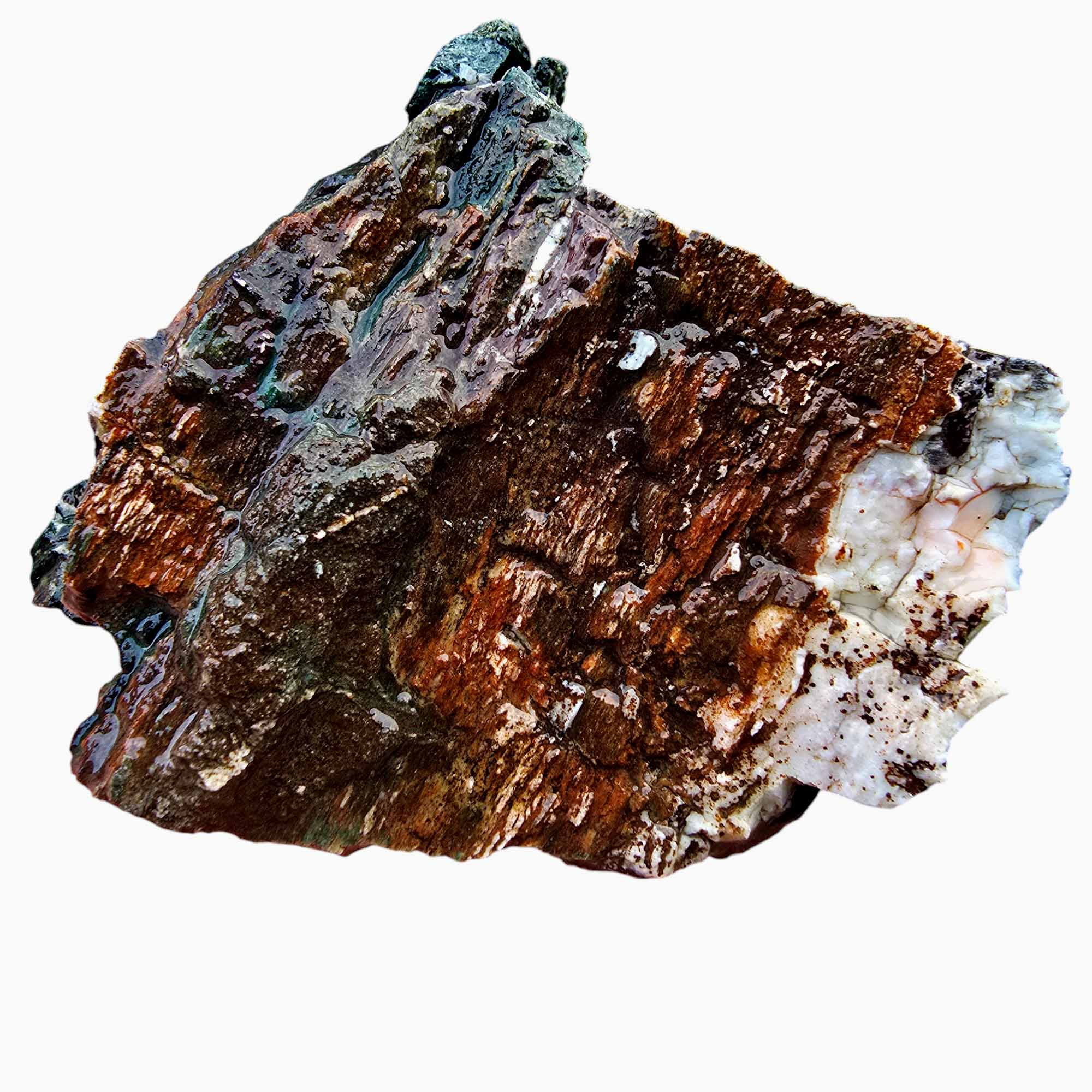 Hampton Butte Petrified Wood Cutting Rough Chunk