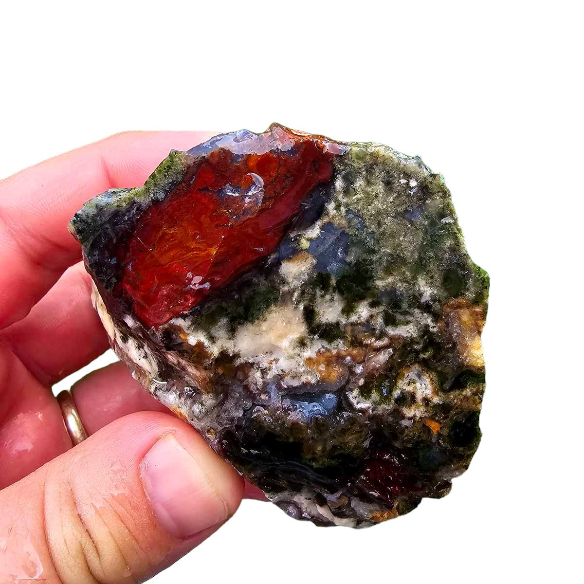 Hampton Butte Petrified Wood Cutting Rough Chunk!