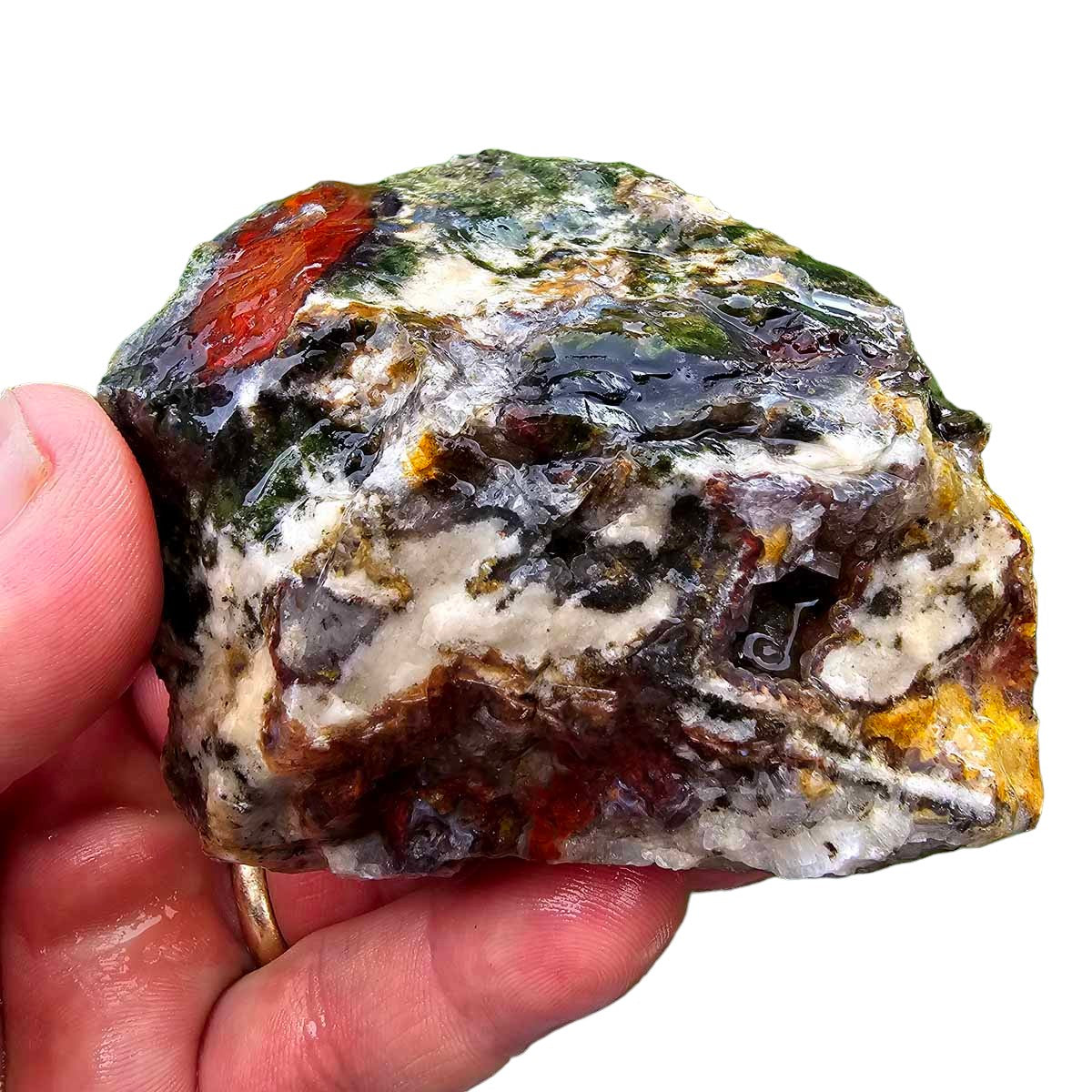 Hampton Butte Petrified Wood Cutting Rough Chunk!