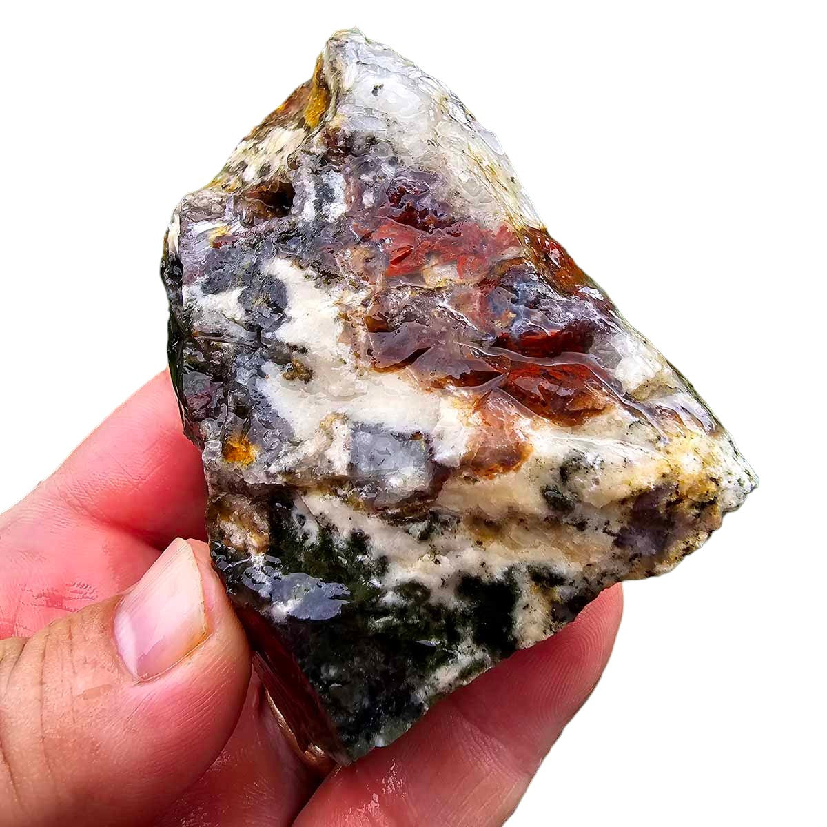 Hampton Butte Petrified Wood Cutting Rough Chunk!