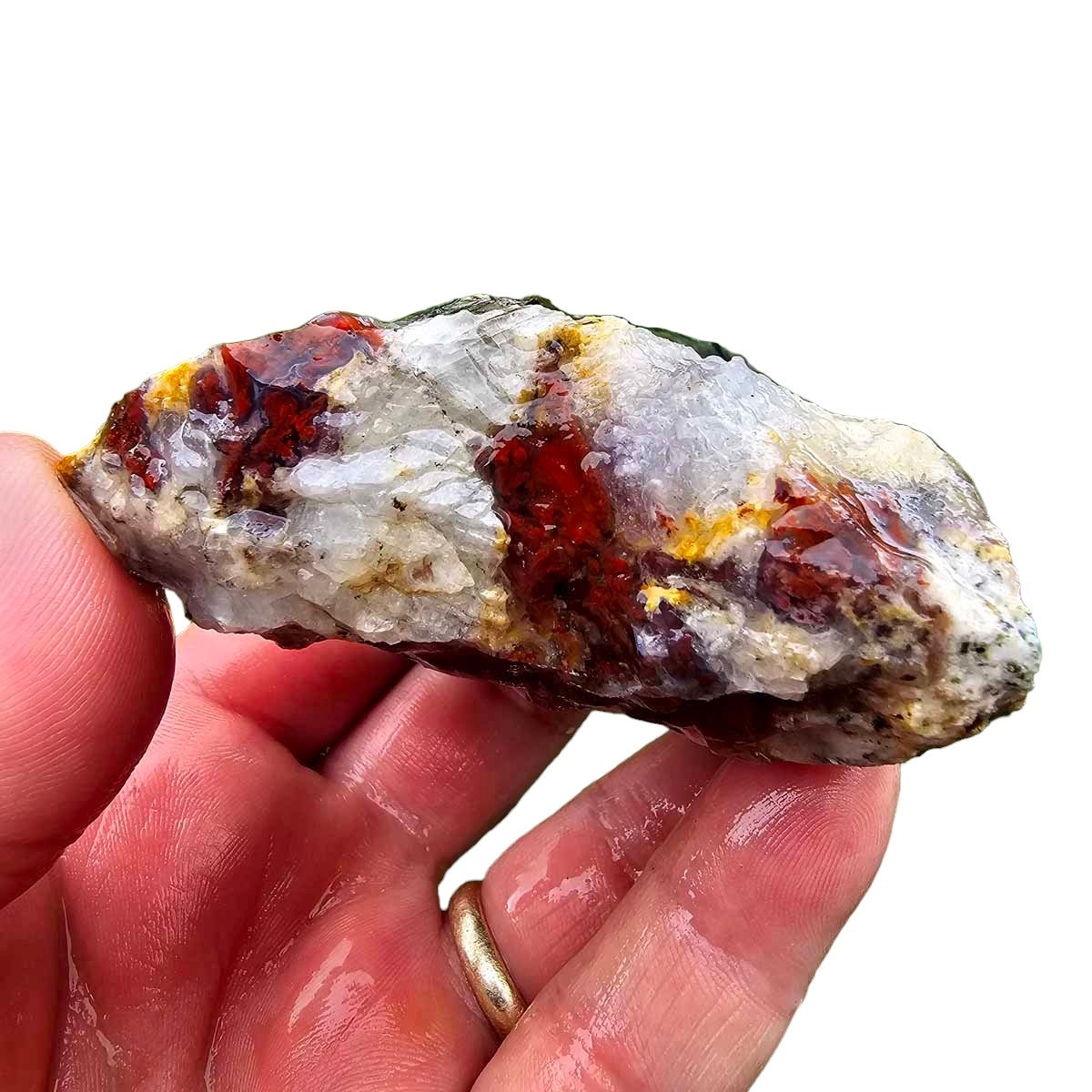 Hampton Butte Petrified Wood Cutting Rough Chunk!