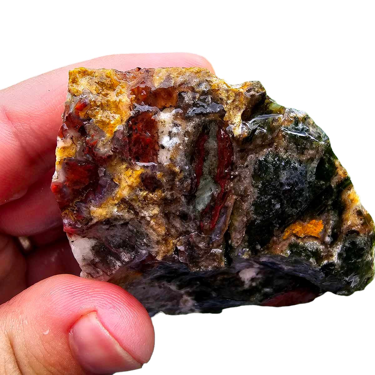 Hampton Butte Petrified Wood Cutting Rough Chunk!