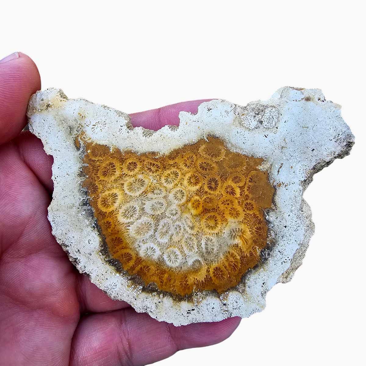 Indonesian Fossil Coral Slab  Lapidary Stone Slab