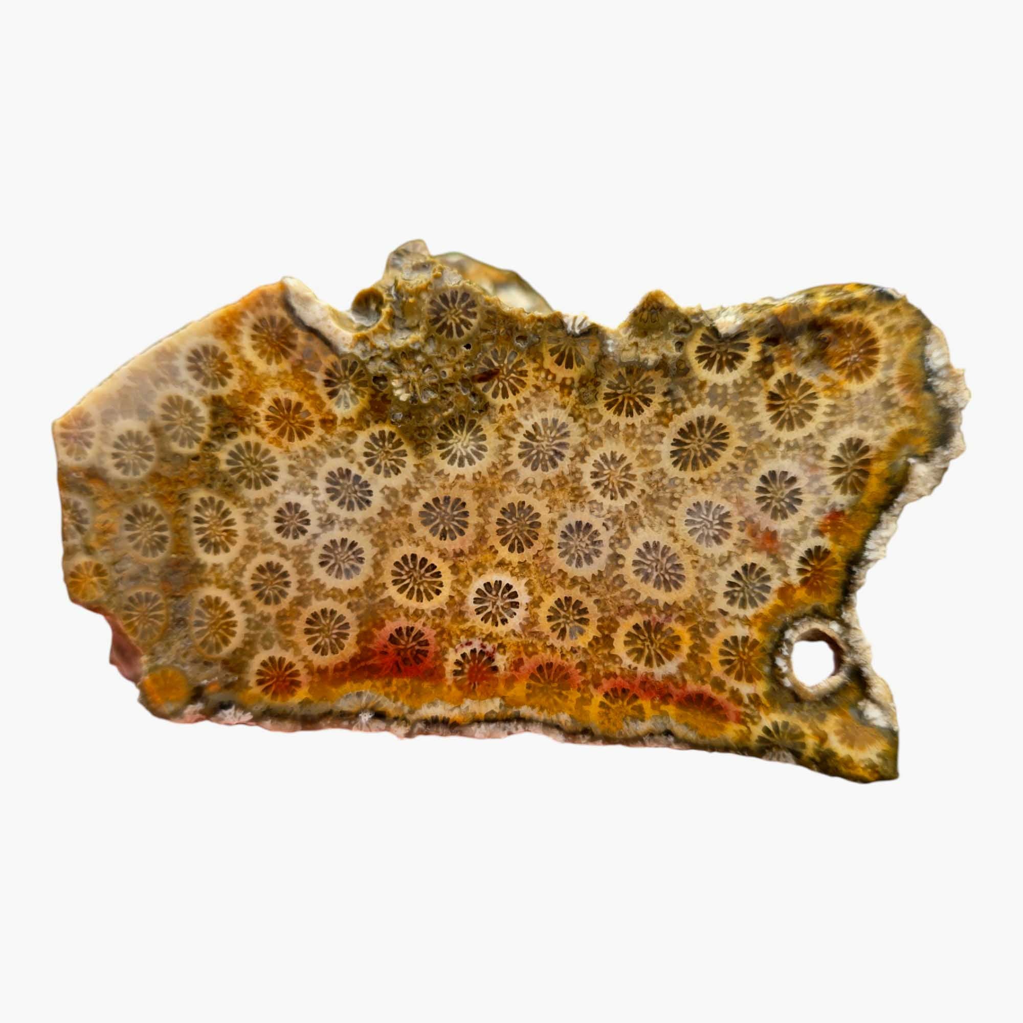 Indonesian Fossil Coral Lapidary Cut Face Starburst Flowers #R830-Photo2