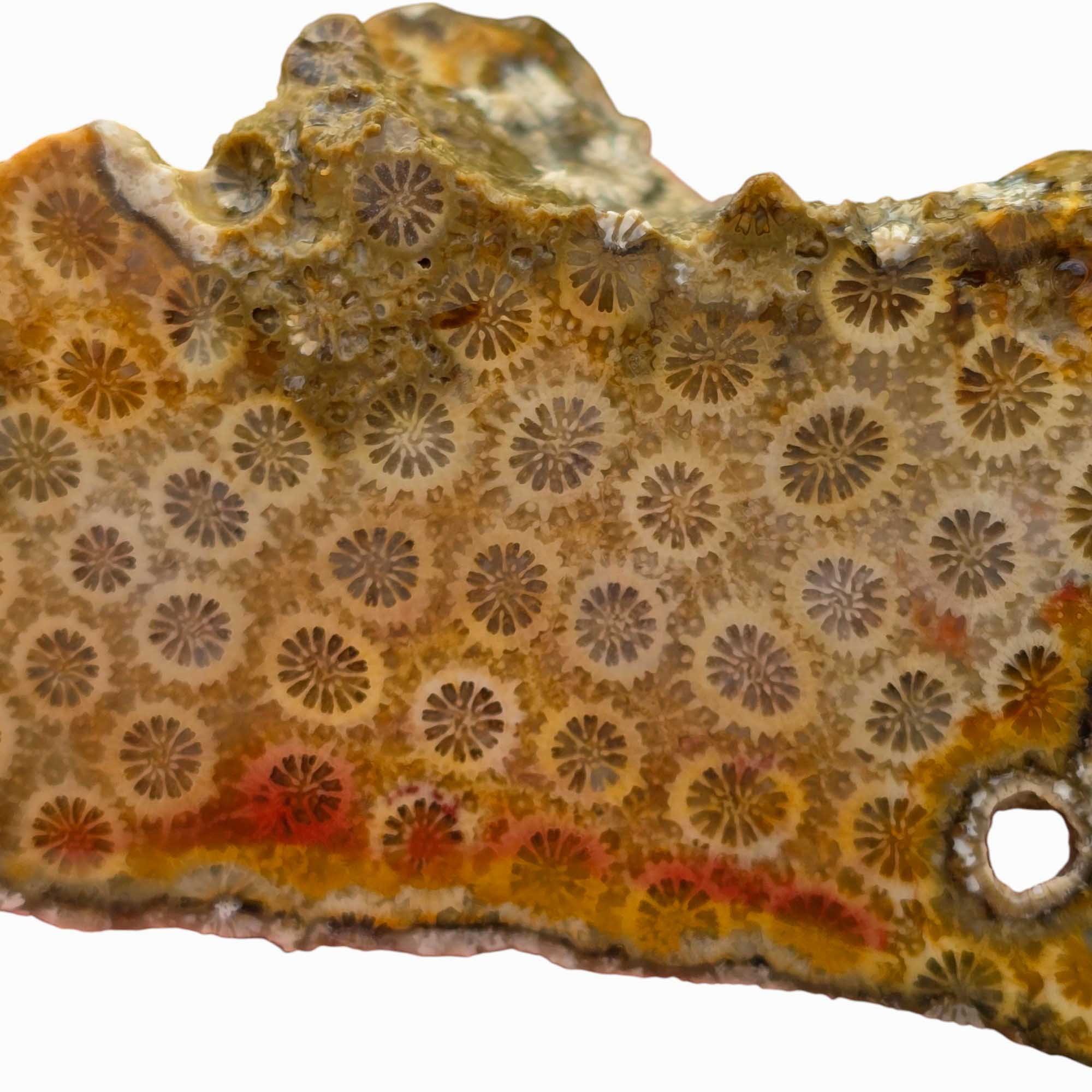 Indonesian Fossil Coral Lapidary Cut Face Starburst Flowers #R830-Photo3