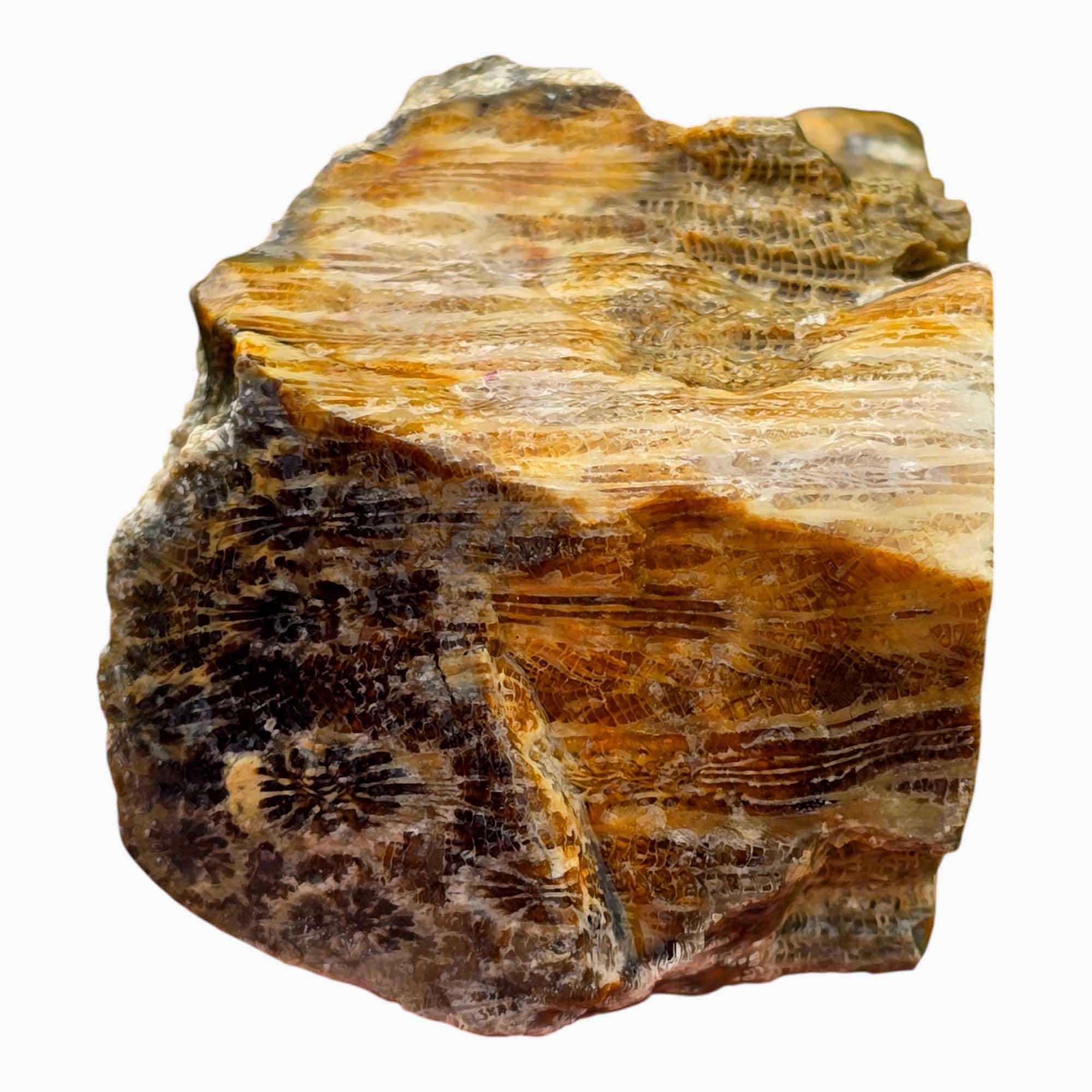 Indonesian Fossil Coral Lapidary Cut Face Starburst Flowers #R830-Photo4