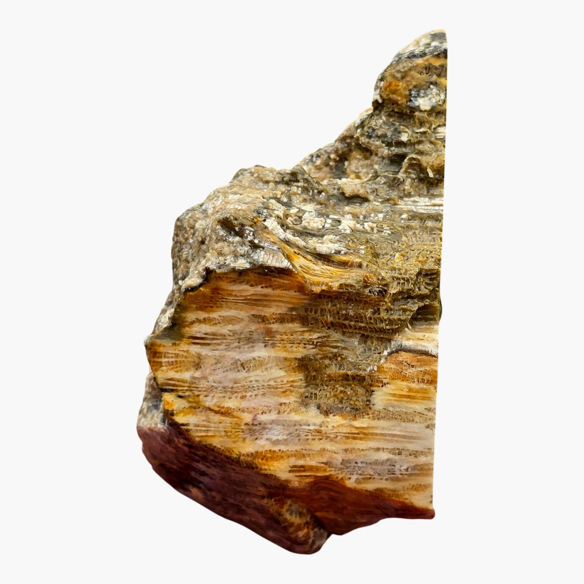 Indonesian Fossil Coral Lapidary Cut Face Starburst Flowers #R830-Photo5