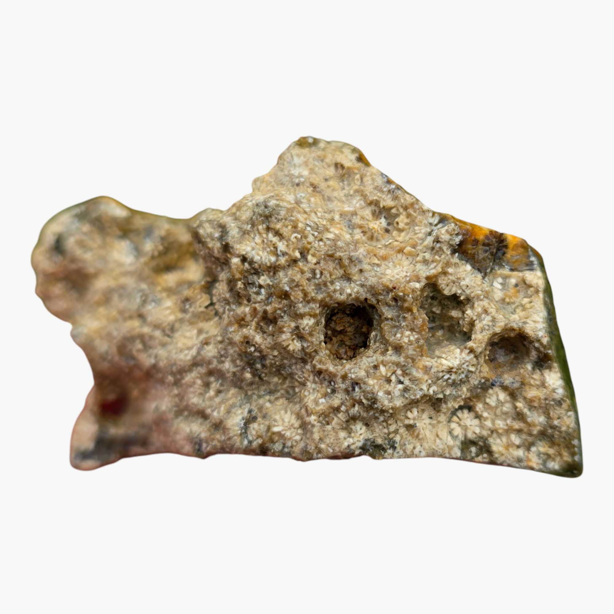 Indonesian Fossil Coral Lapidary Cut Face Starburst Flowers #R830-Photo6