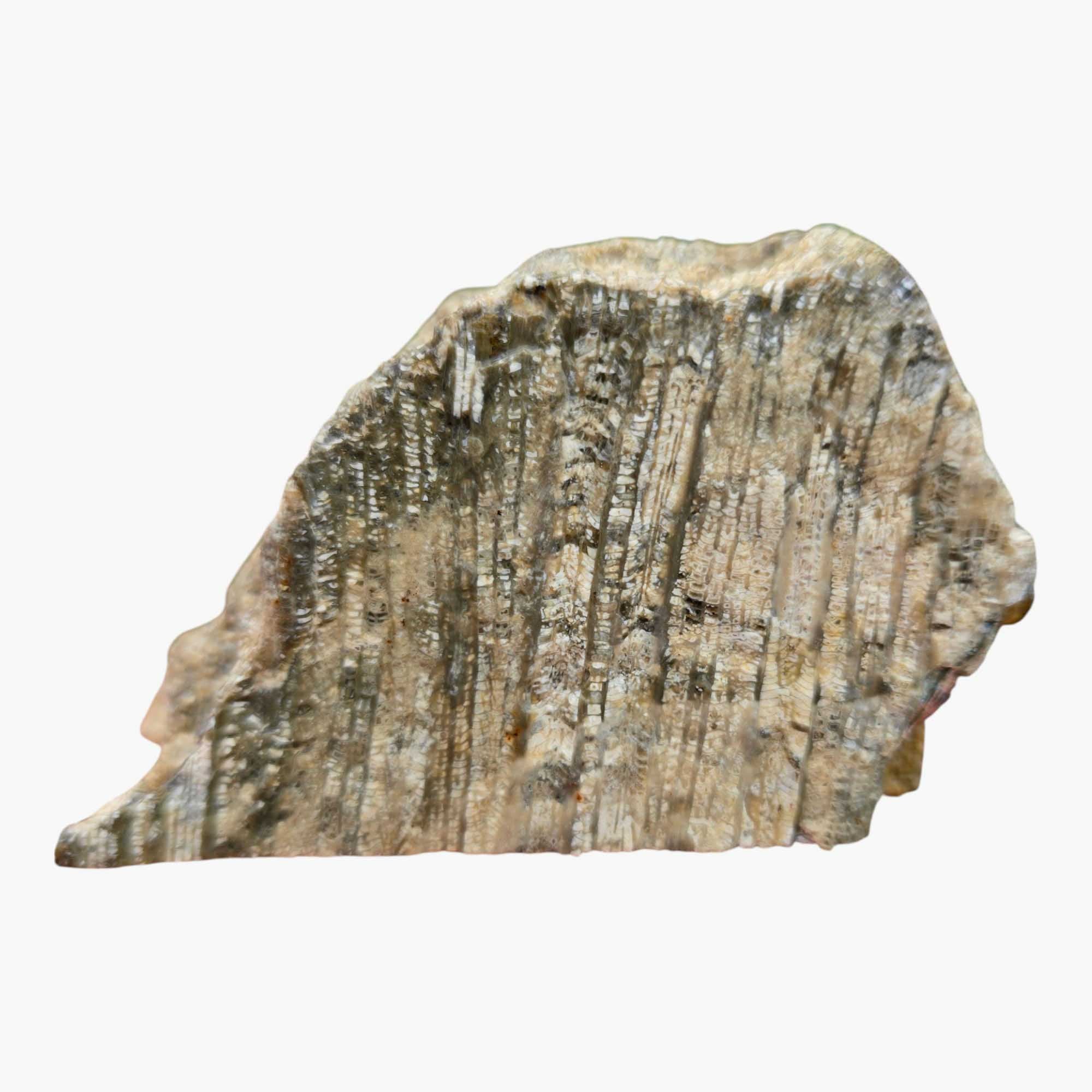 Indonesian Fossil Coral Lapidary Cut Face Starburst Flowers #R830-Photo7