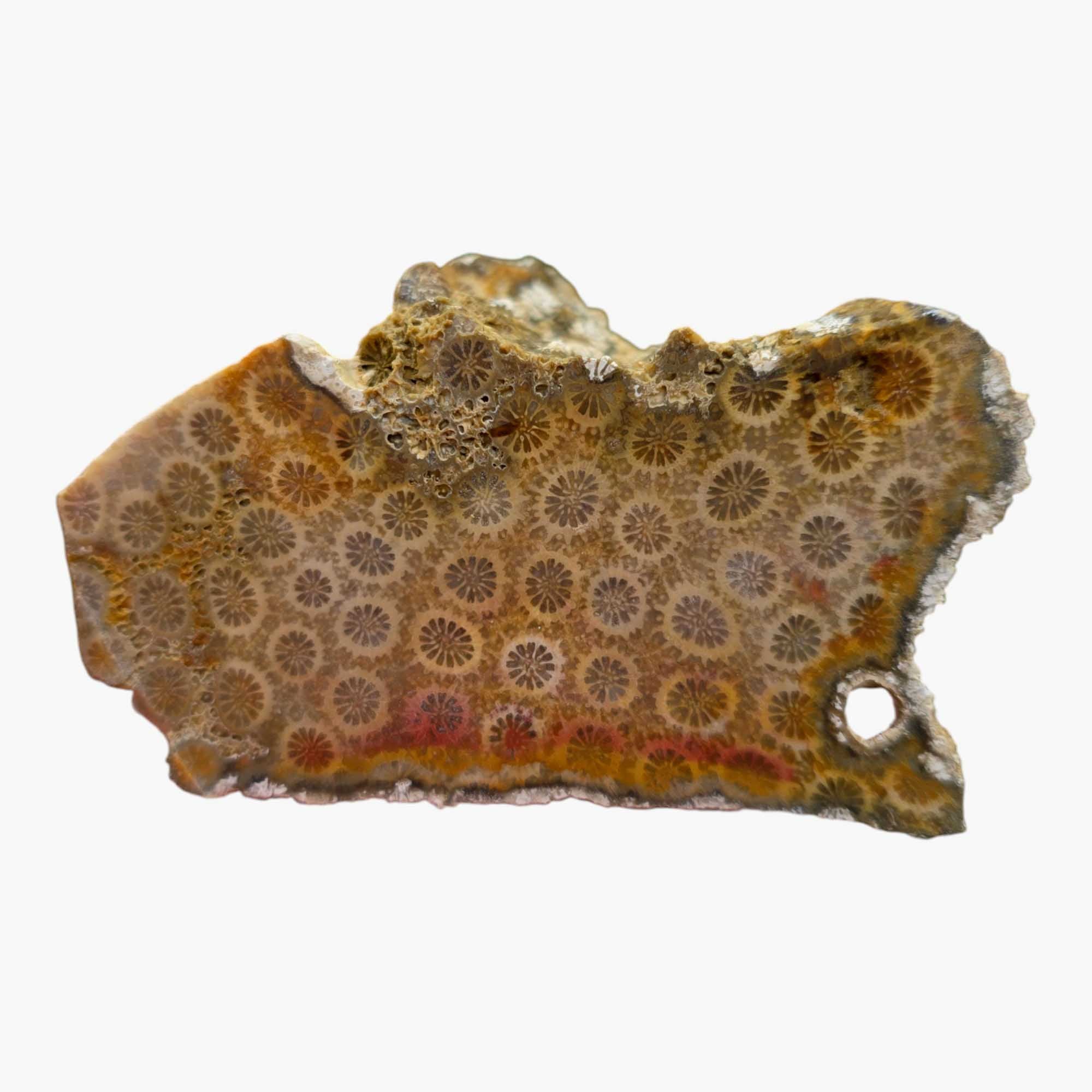 Indonesian Fossil Coral Chunk Dry Stone Defects Visible #R830-Photo8