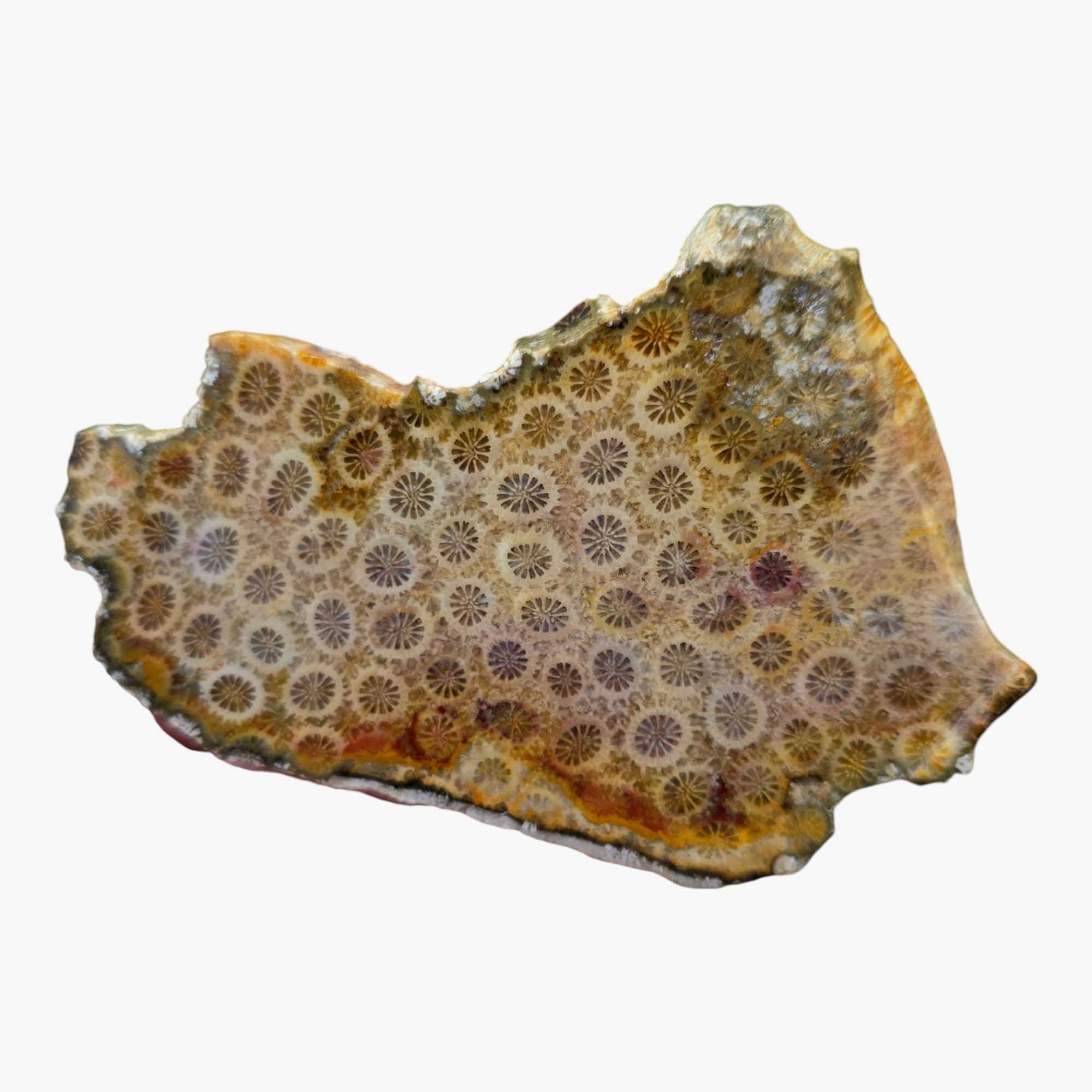 Indonesian Fossil Coral Slab - Starburst Flower Patterns Butterscotch #3463-Photo2