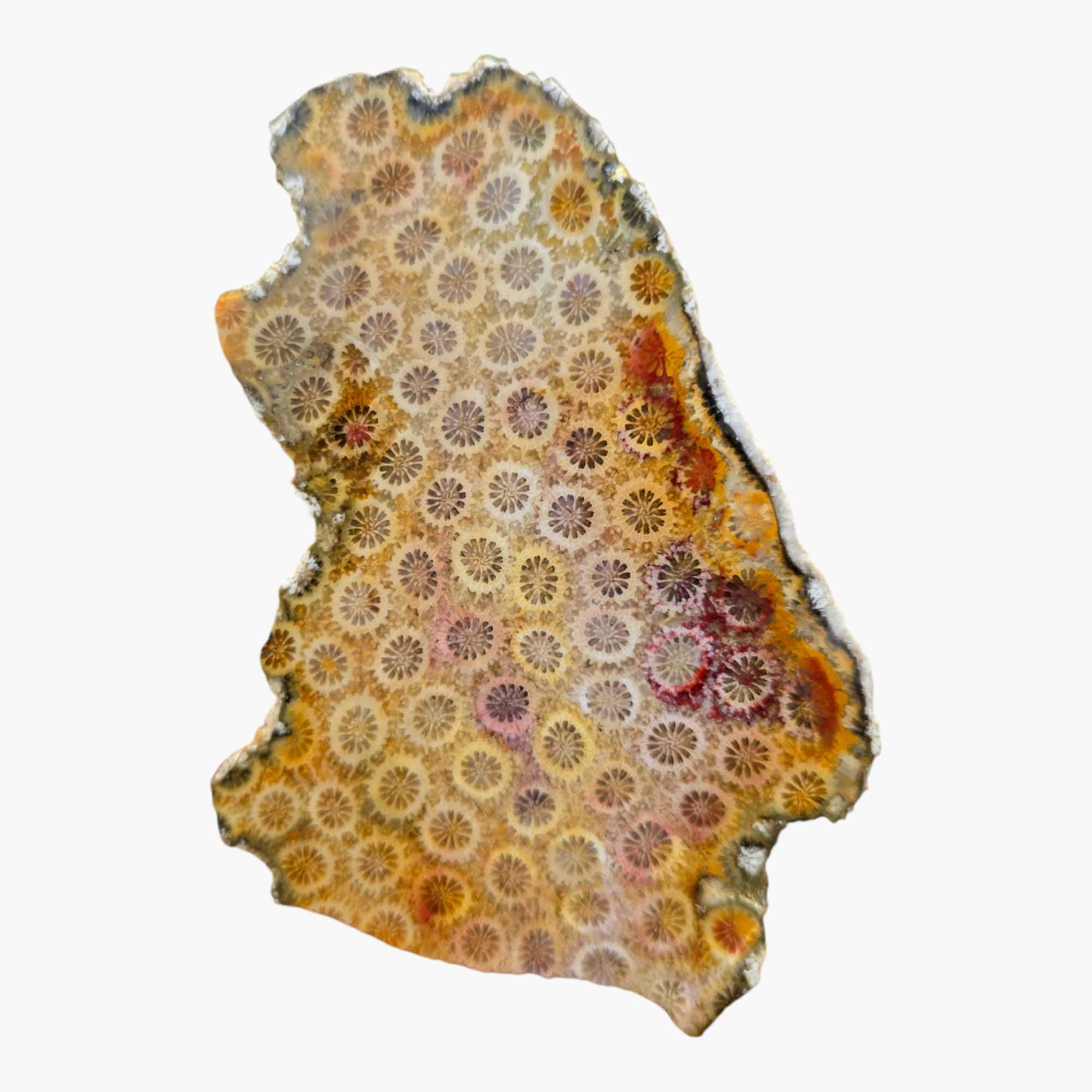Indonesian Fossil Coral Slab - Starburst Flower Patterns Butterscotch #3463-Photo3