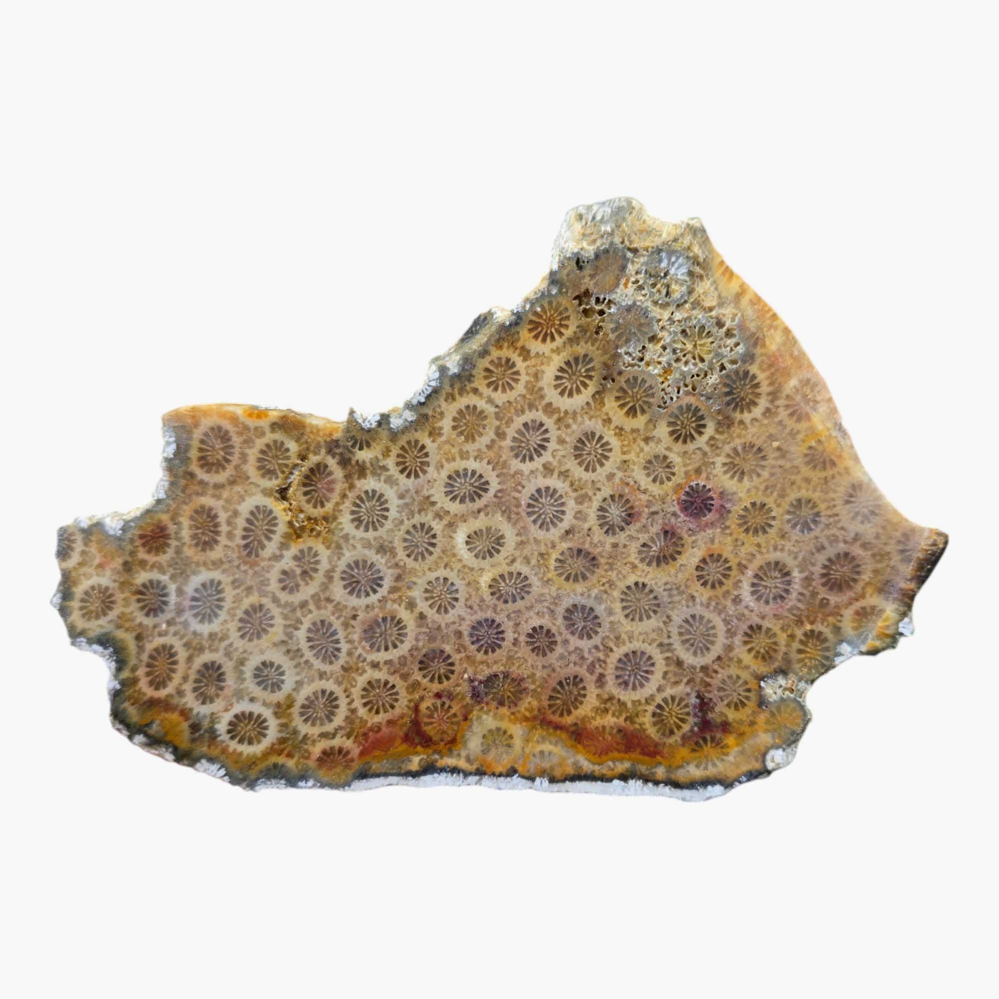 Indonesian Fossil Coral Slab Dry - Starburst Flower Patterns Butterscotch #3463-Photo4