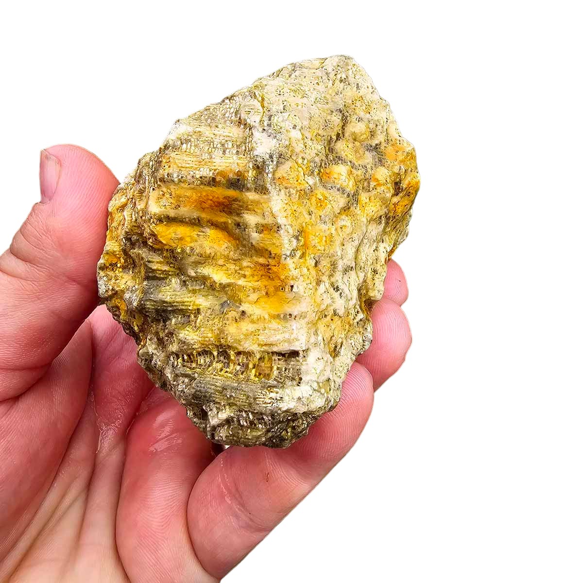 Indonesian Fossil Coral Rough Chunk!