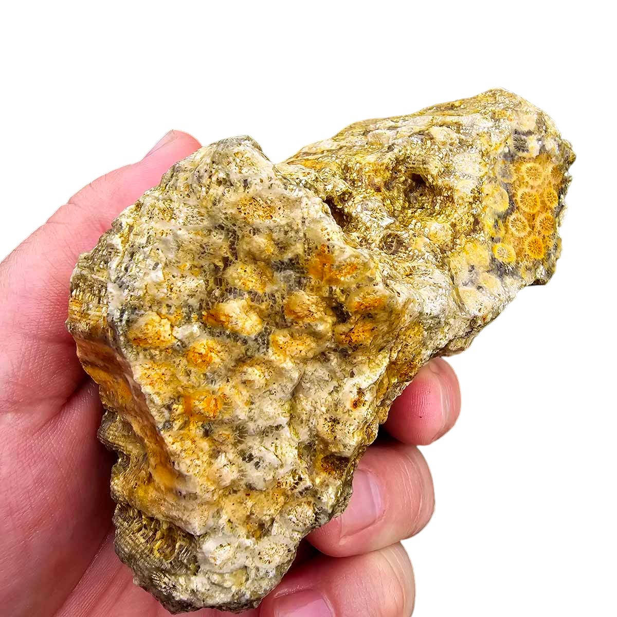 Indonesian Fossil Coral Rough Chunk!