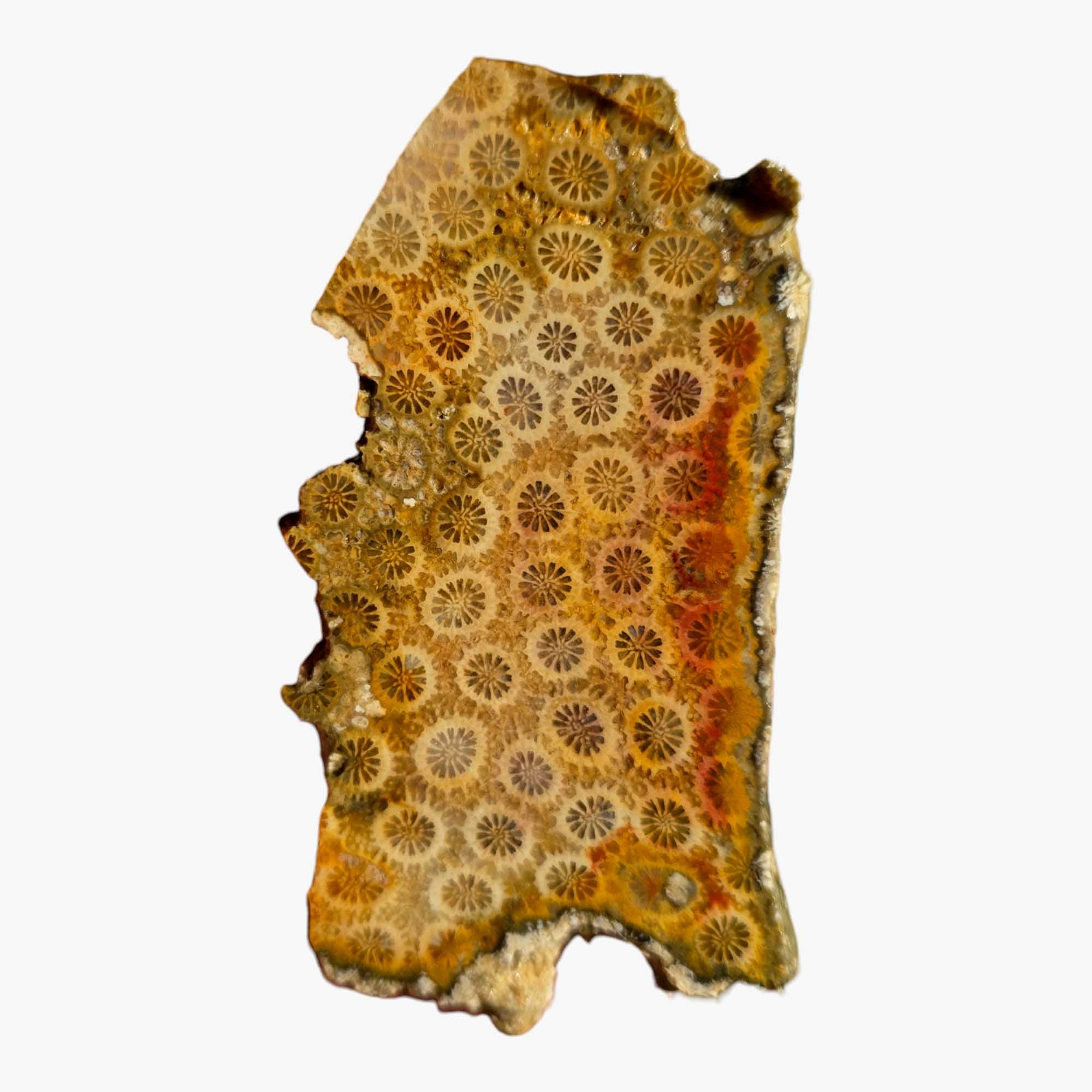 Indonesian Fossil Coral Slab – Starburst Flower Pattern Lapidary Grade! #3428-Photo3