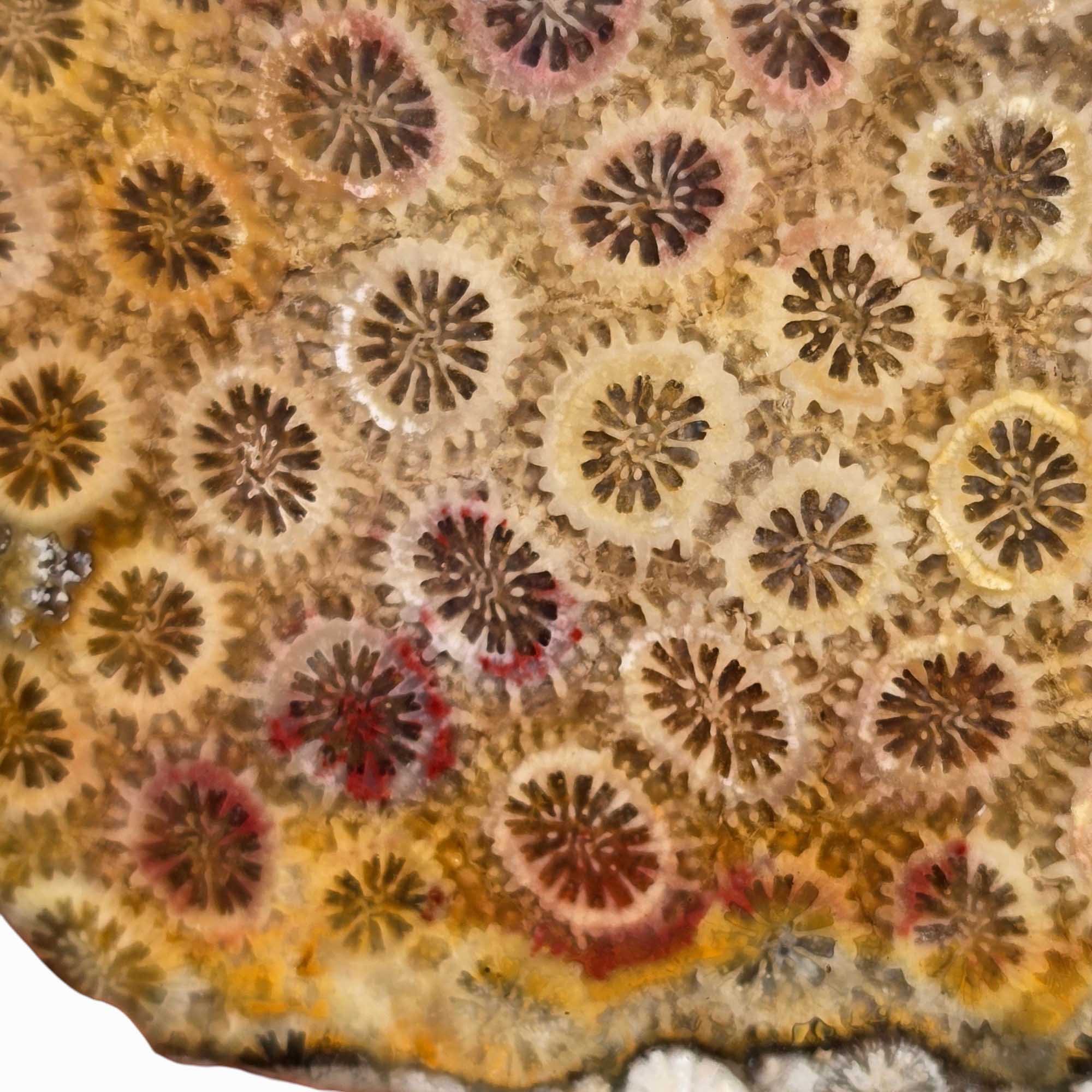 Indonesian Fossil Coral Slab - Starburst Flower Pattern Lapidary! #3449-Photo3