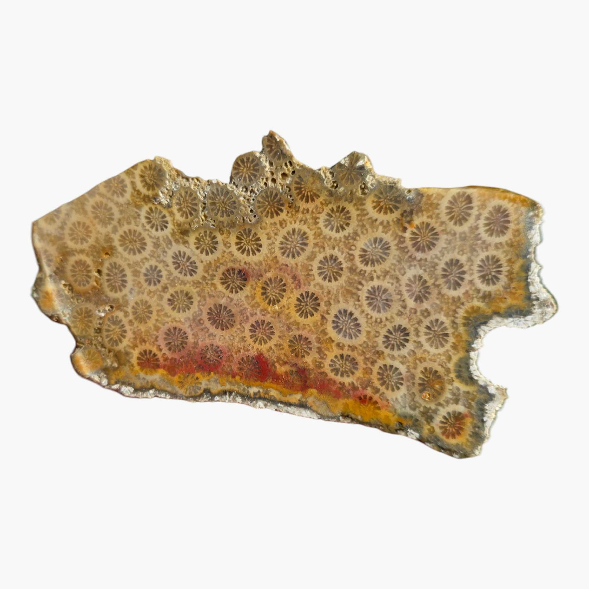 Indonesian Fossil Coral Slab Dry – Starburst Flower Pattern Lapidary Grade! #3428-Photo4