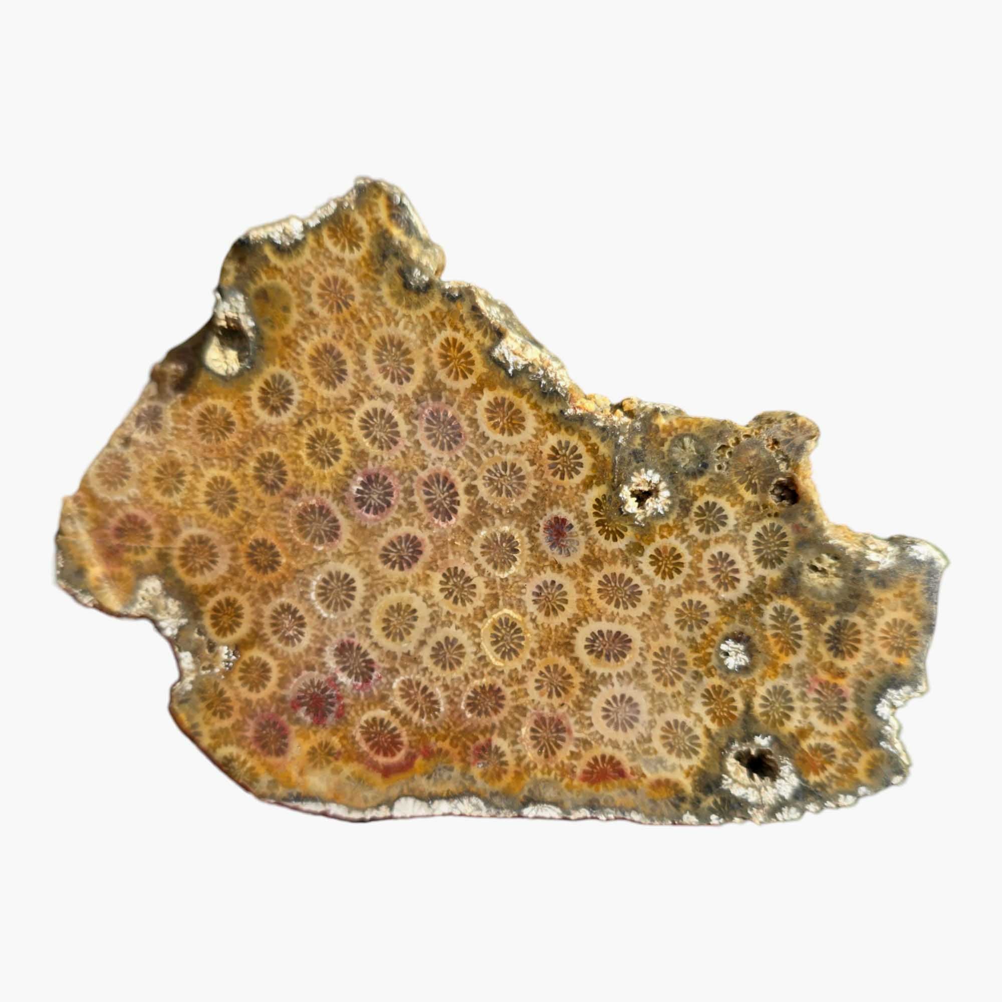 Indonesian Fossil Coral Slab Dry - Starburst Flower Pattern Lapidary! #3449-Photo5