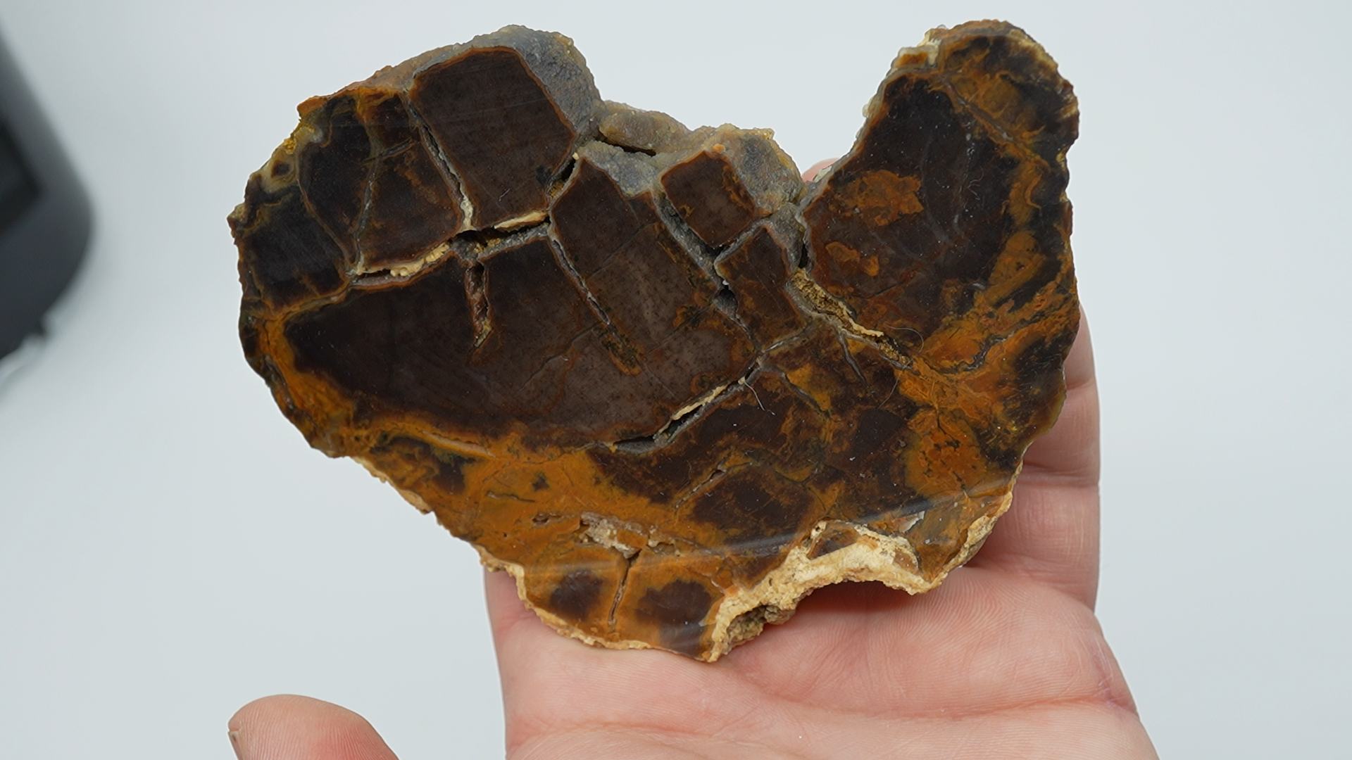 Petrified Wood - Cut - LC-0034