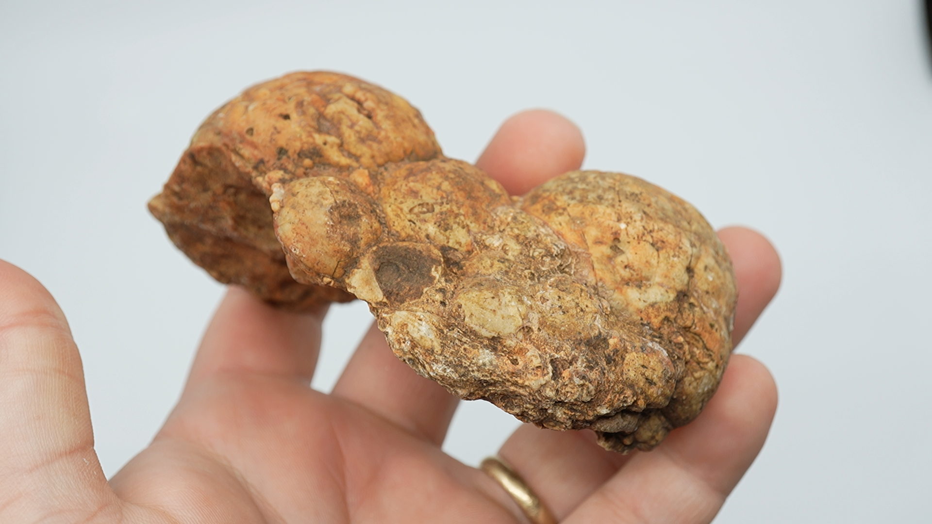 White Fir Thunderegg Rough - LC-0082