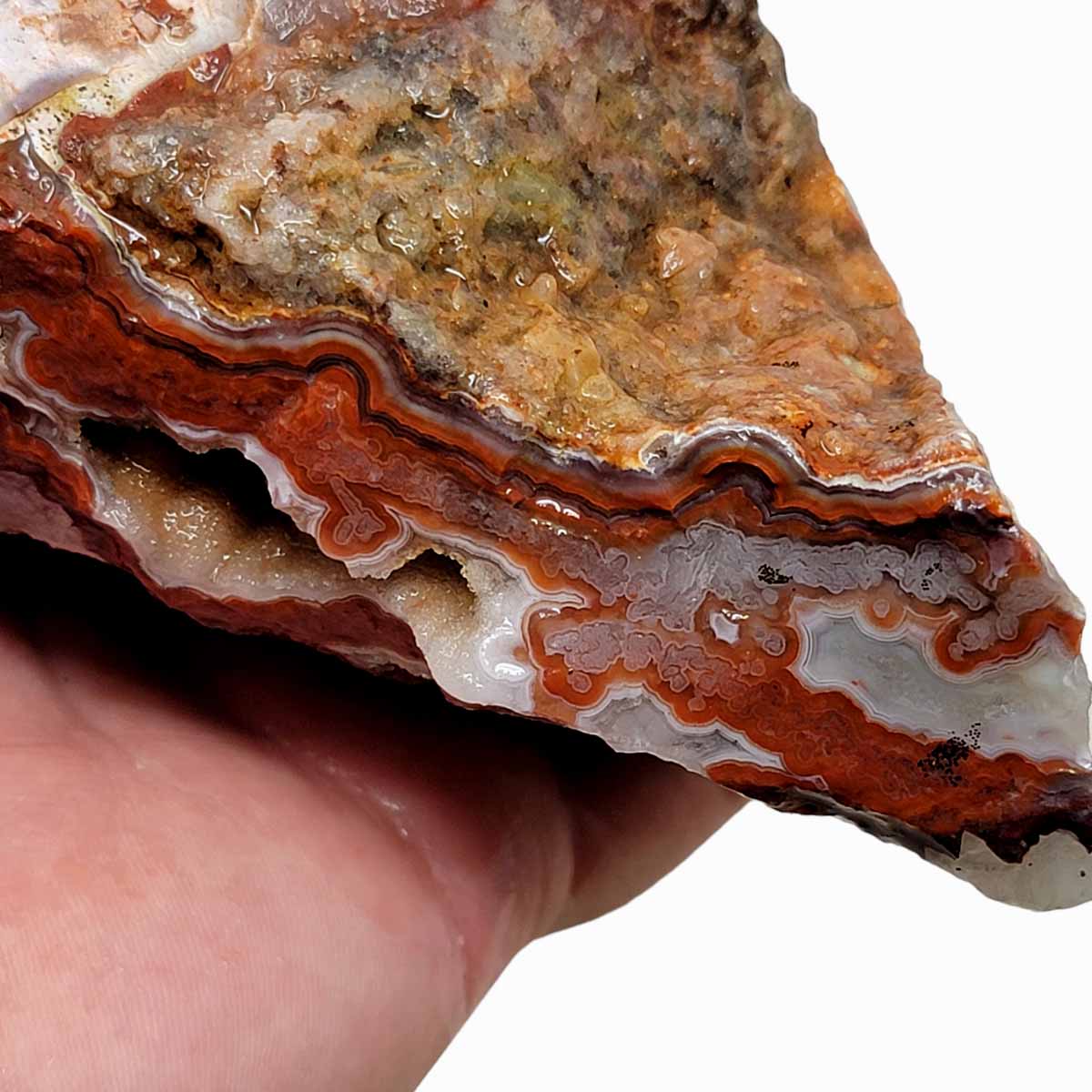 Laguna Lace Agate Cut Rough Chunk!