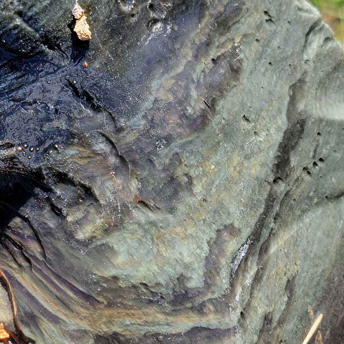 Large Mexican Velvet Obsidian Rough Chunk!